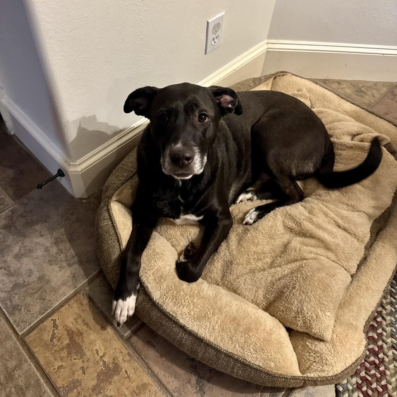 Poppy — thumbnail 3