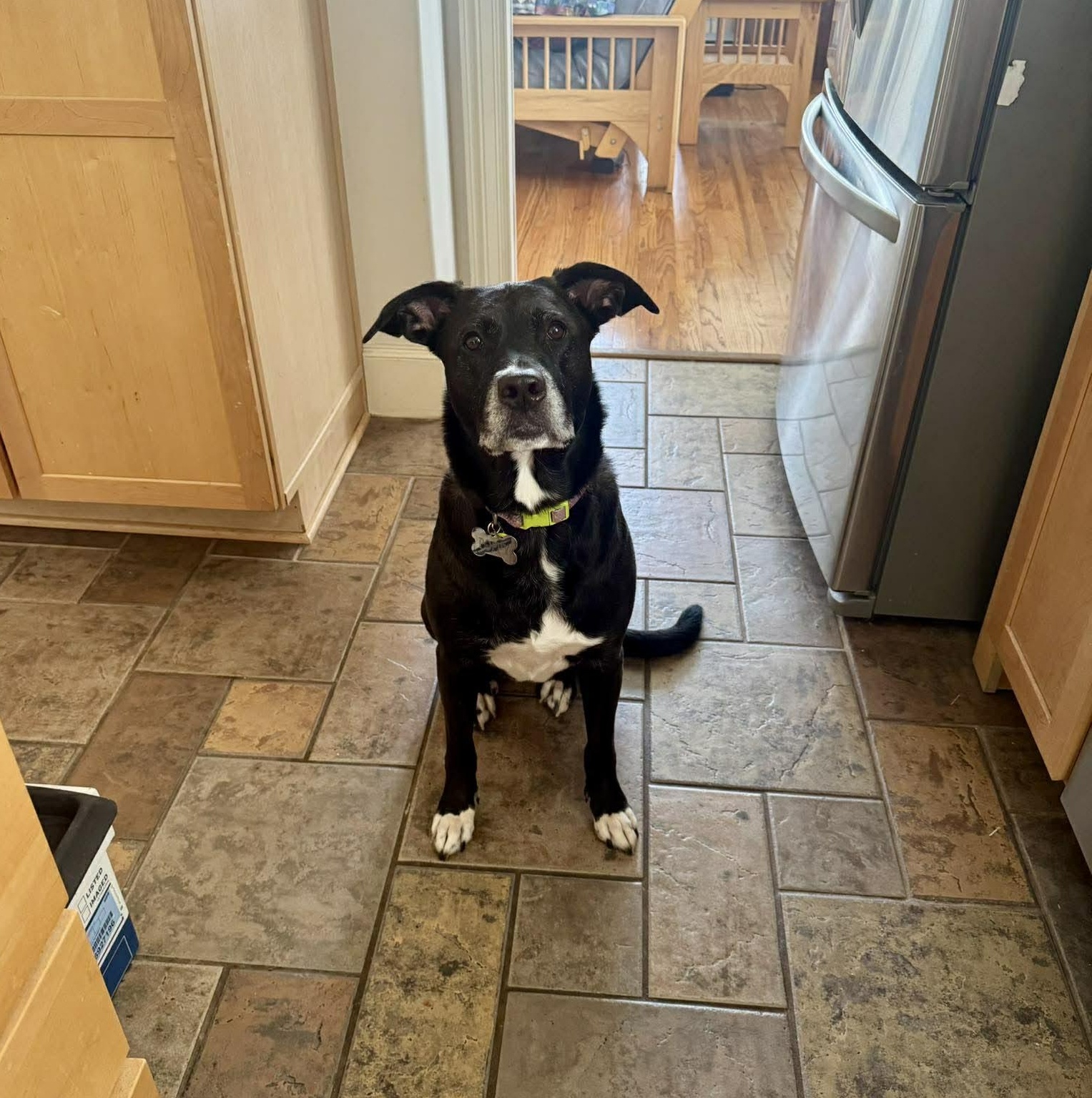 Poppy — thumbnail 5