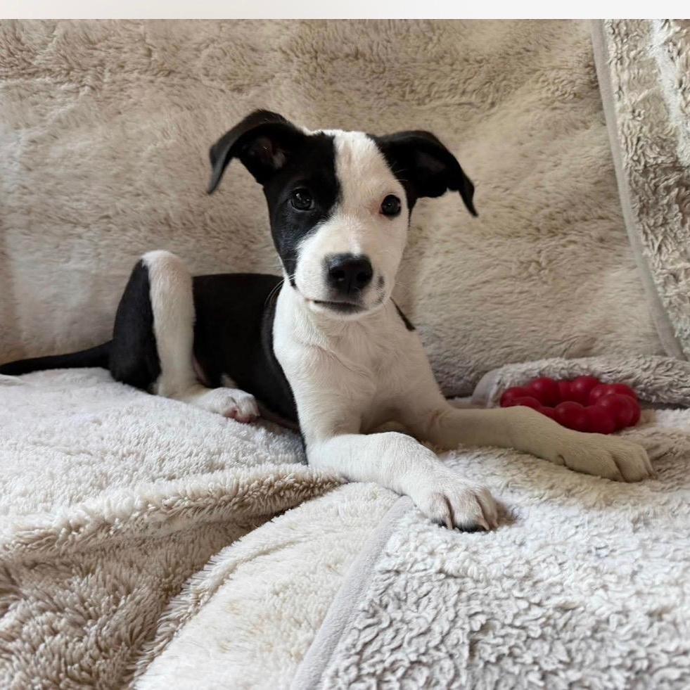 Enlarge Sylvester, a Adoptable mixed breed in Cedarburg, WI image 4/6