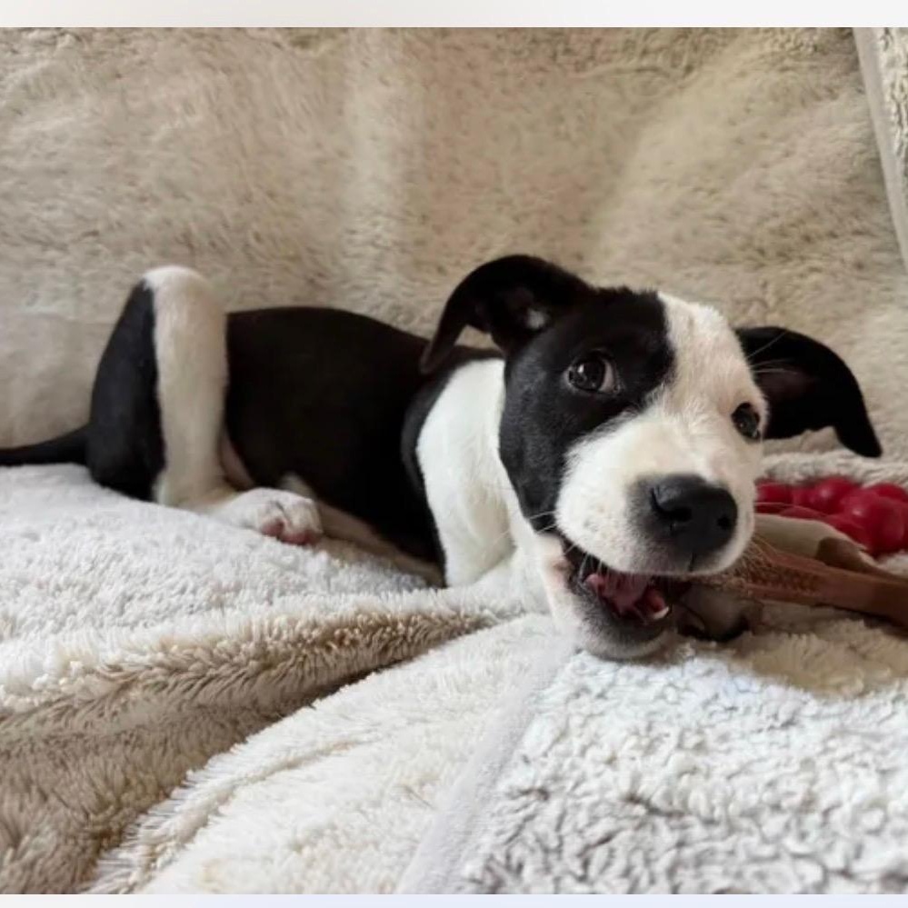 Enlarge Sylvester, a Adoptable mixed breed in Cedarburg, WI image 5/6