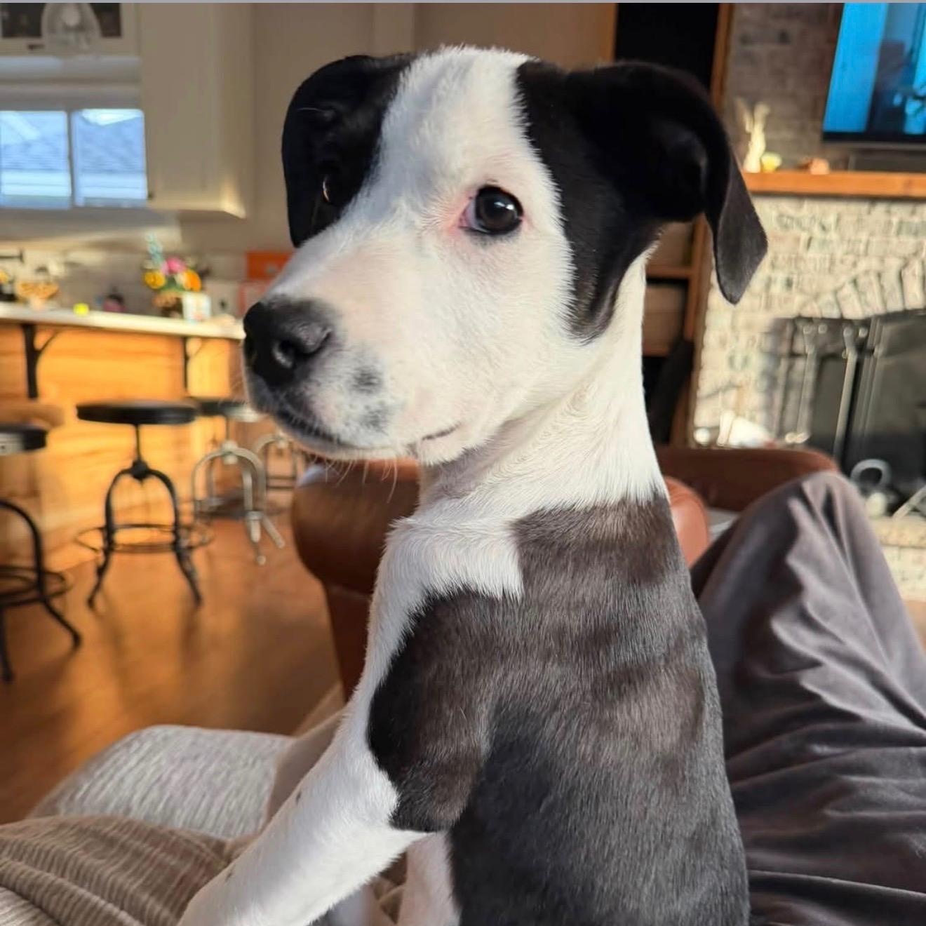 Sylvester, Adoptable, Puppy Male Terrier.