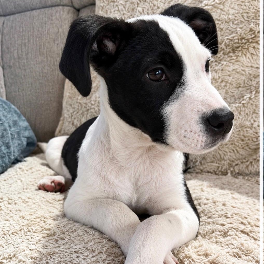 Enlarge Sylvester, a Adoptable mixed breed in Cedarburg, WI image 3/6