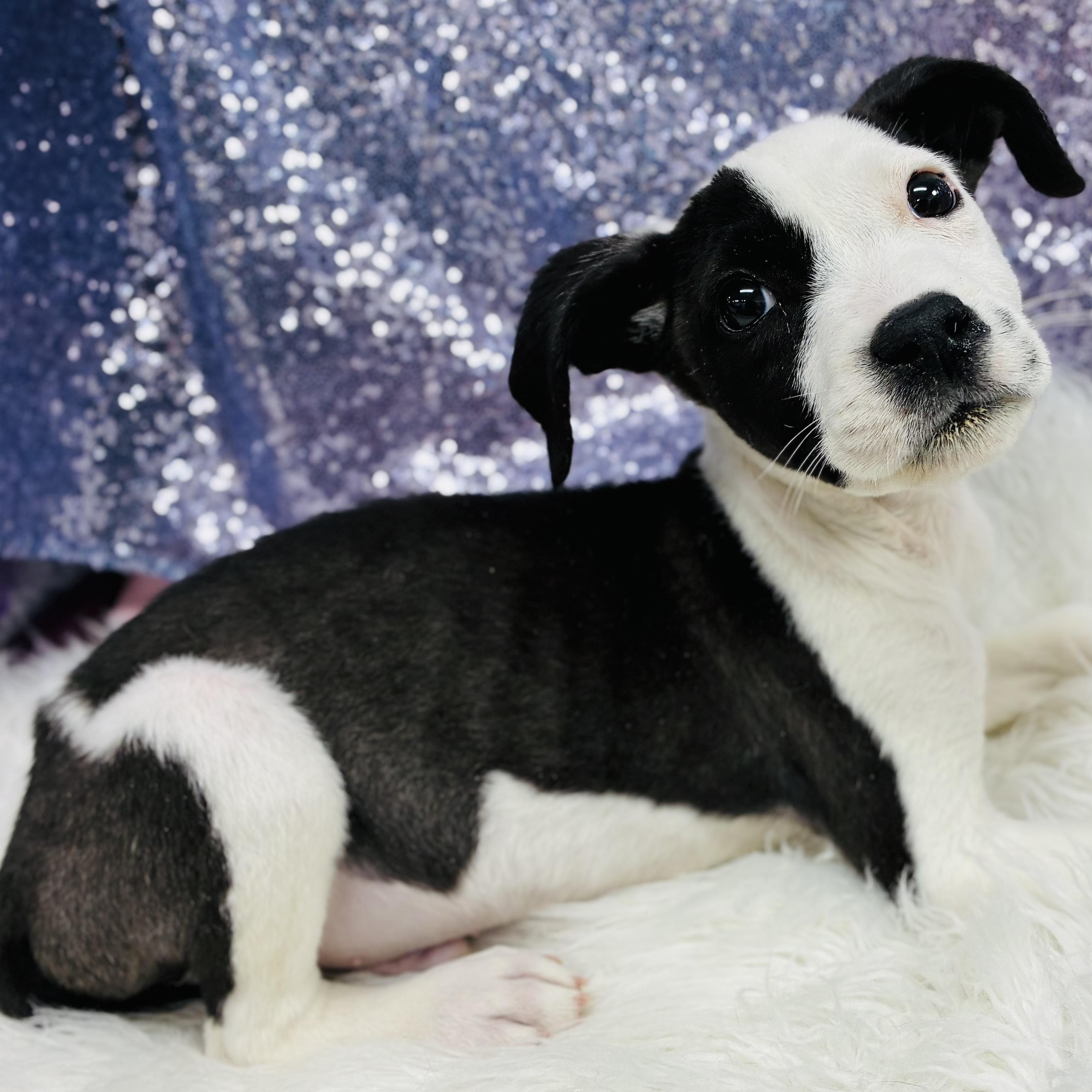 Enlarge Sylvester, a Adoptable mixed breed in Cedarburg, WI image 6/6