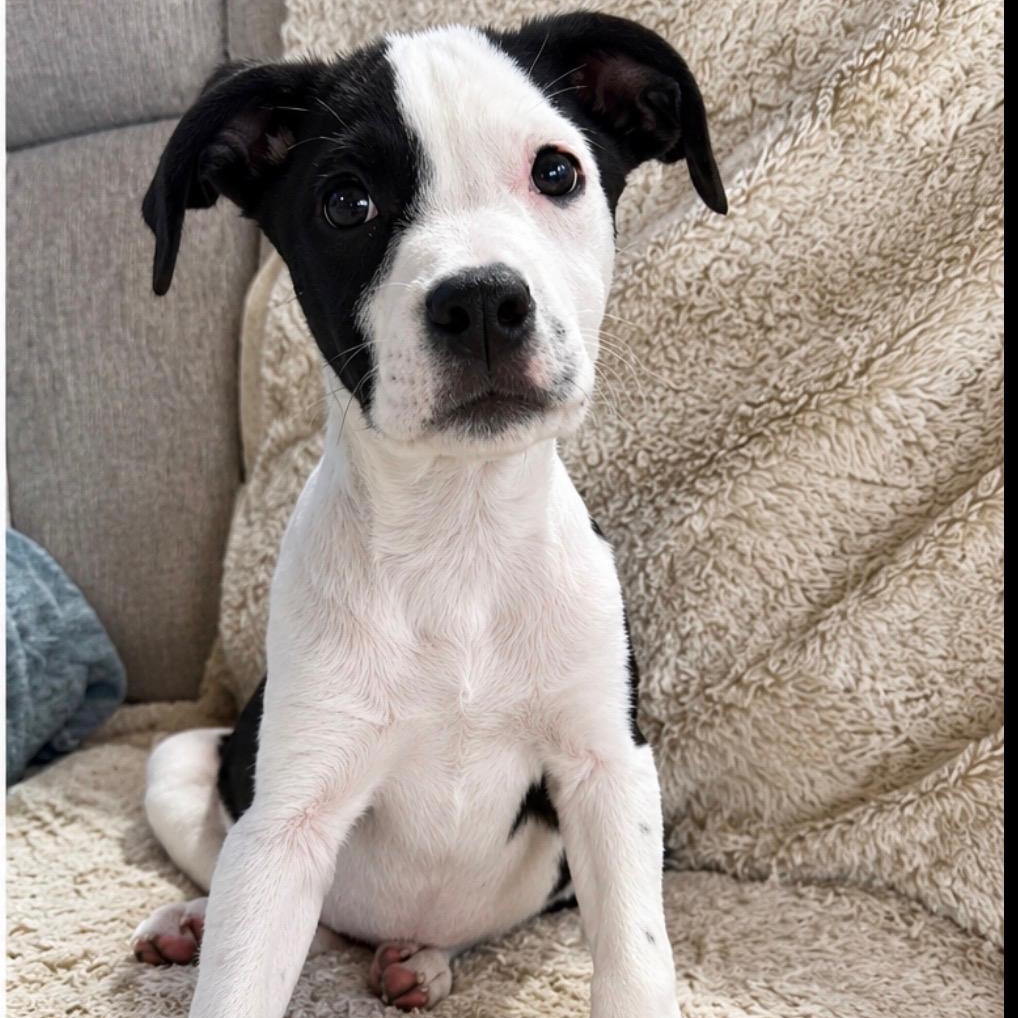Enlarge Sylvester, a Adoptable mixed breed in Cedarburg, WI image 2/6