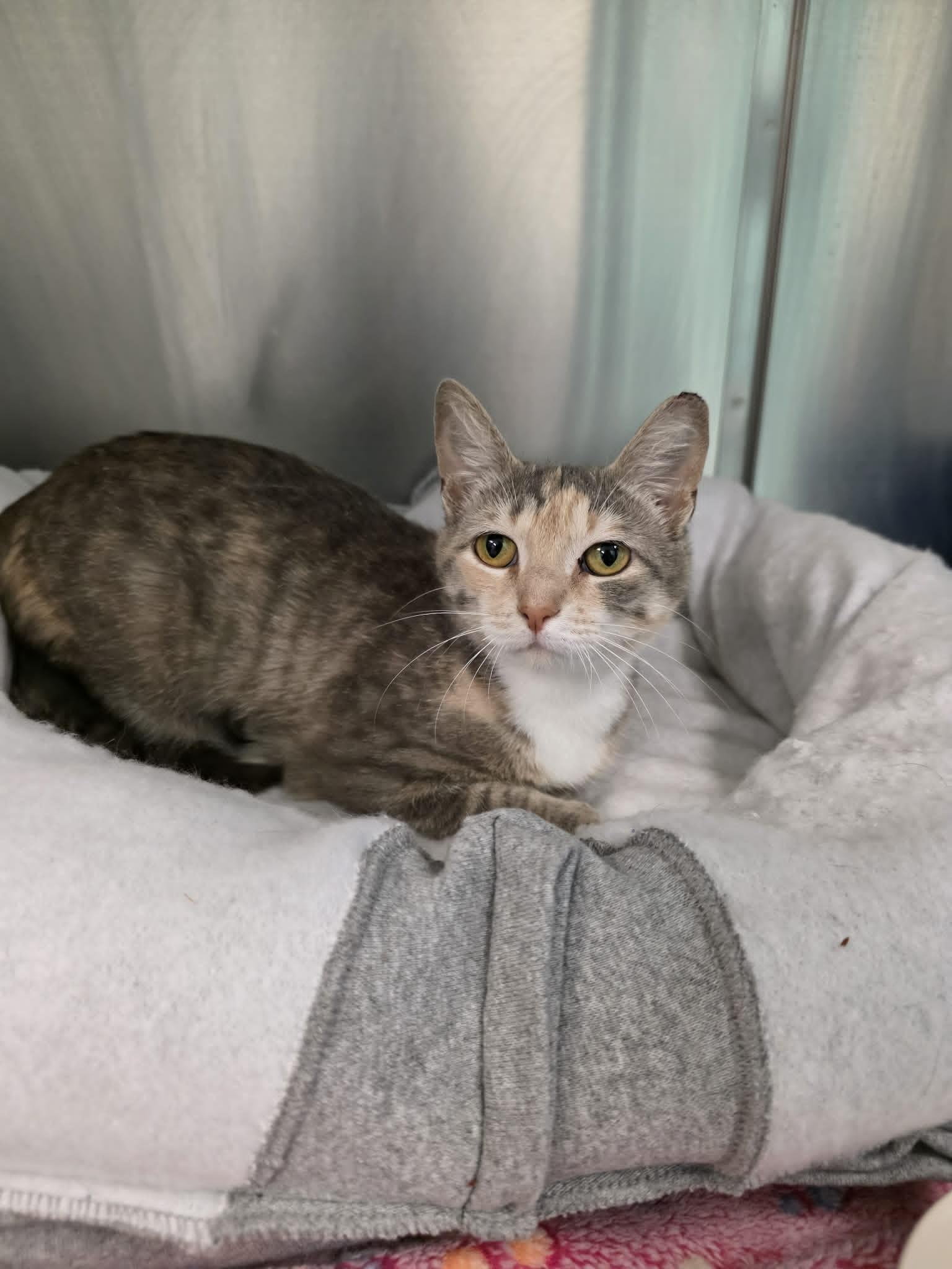 Carlie, an adopted Domestic Short Hair in Umatilla, FL image 1/2