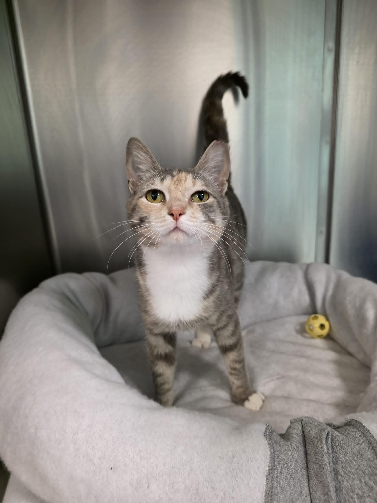 Carlie, an adopted Domestic Short Hair in Umatilla, FL image 2/2