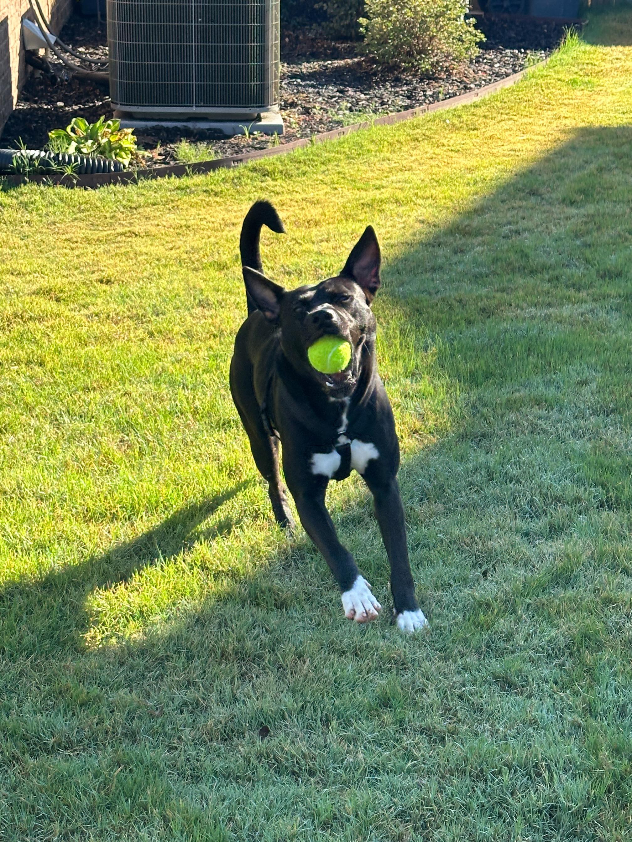 Wyll, Adoptable, Adult Male Mixed Breed.