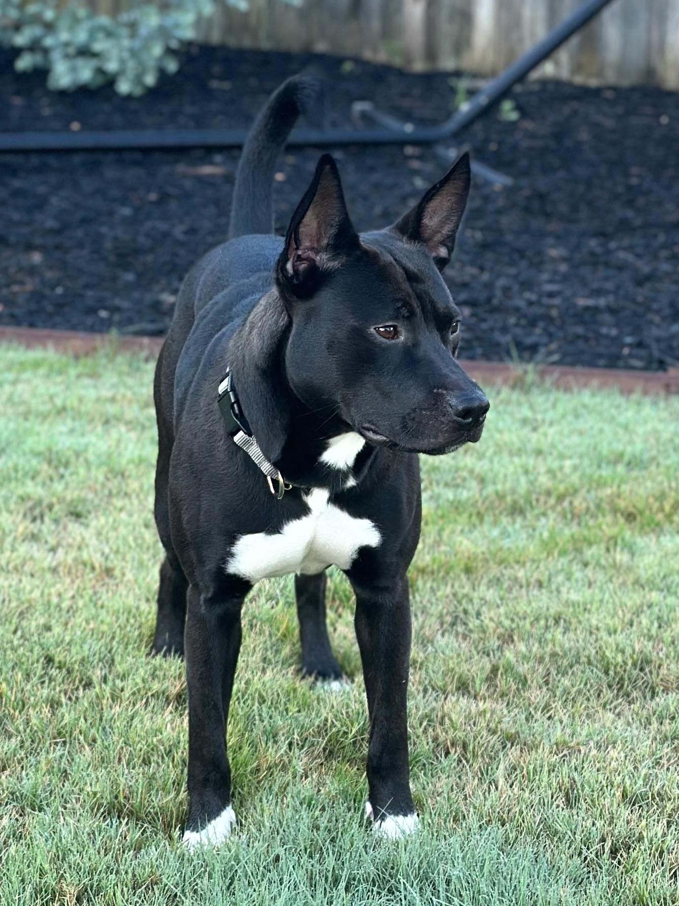 Enlarge Wyll, a Adoptable Mixed Breed in Grayson, GA image 2/5