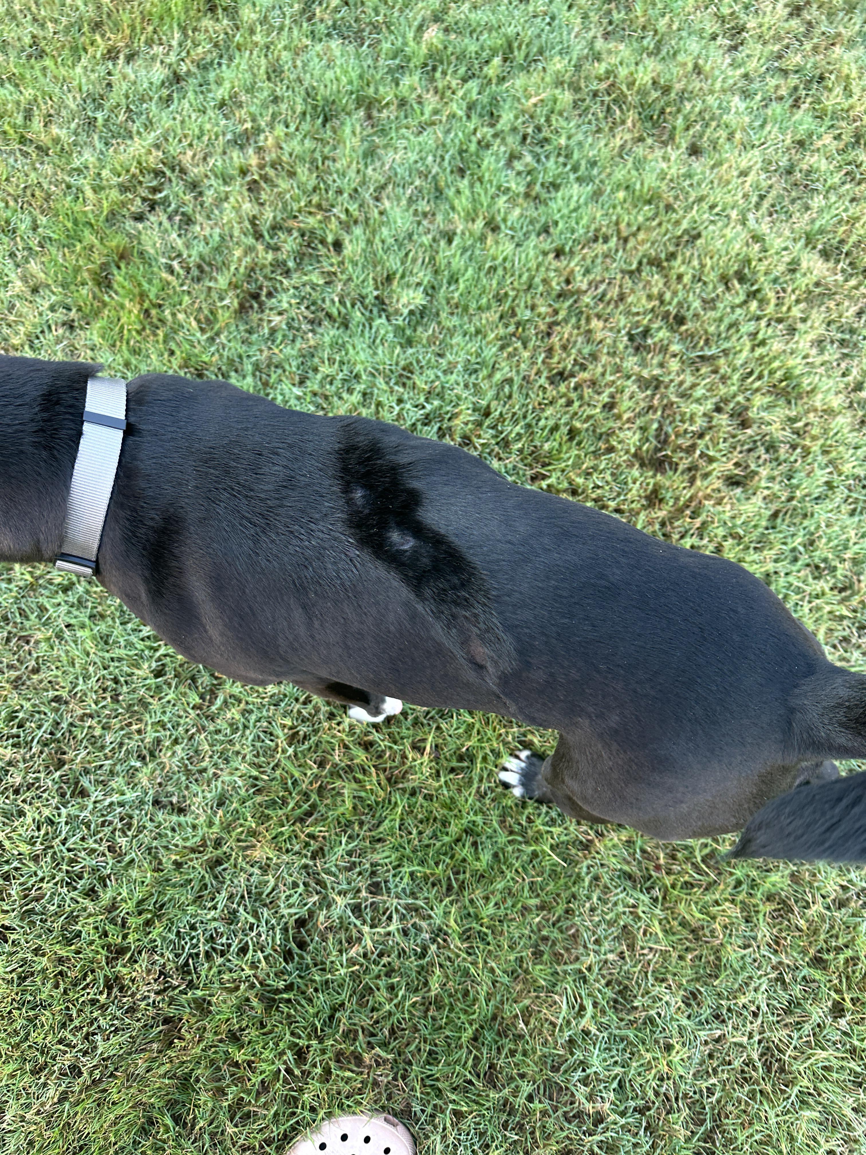 Enlarge Wyll, a Adoptable Mixed Breed in Grayson, GA image 3/5