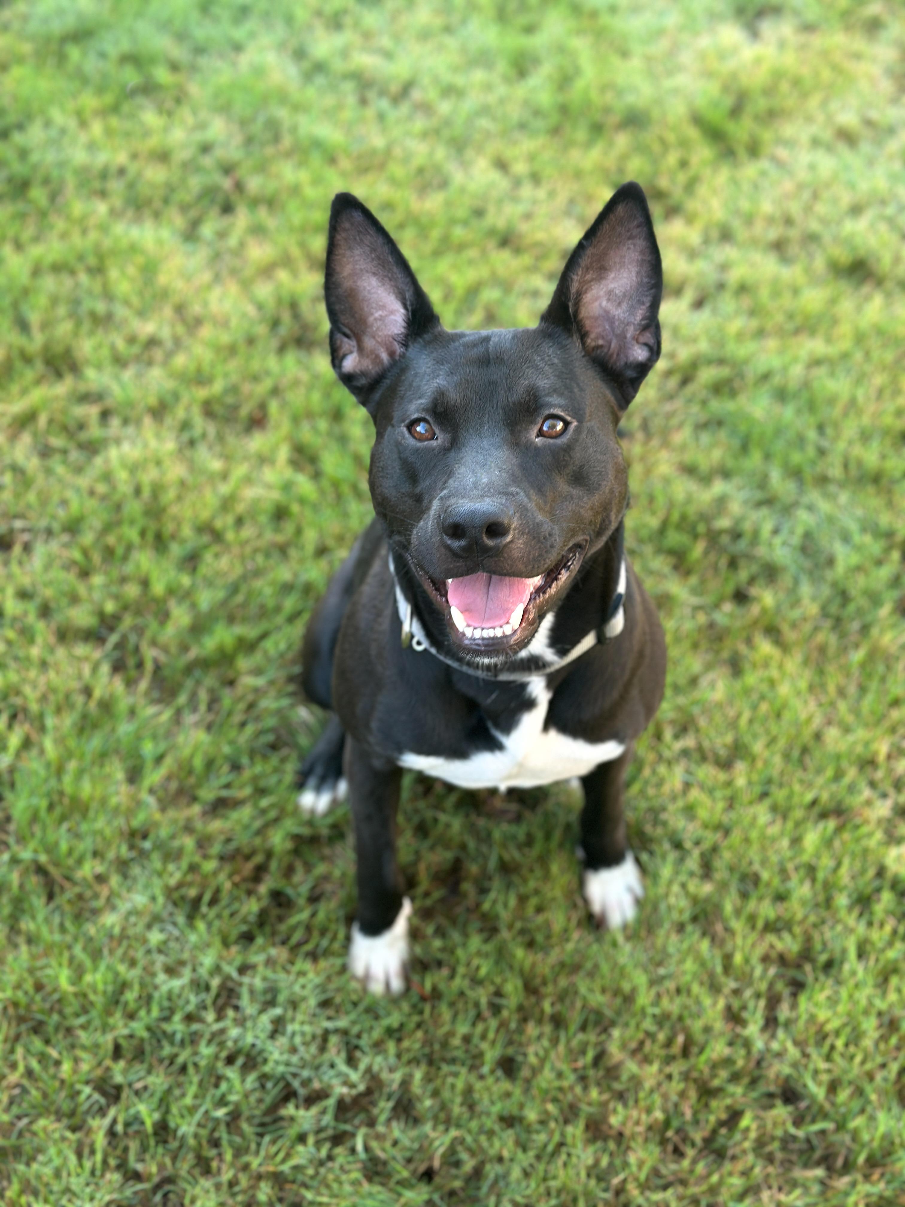 Enlarge Wyll, a Adoptable Mixed Breed in Grayson, GA image 5/5