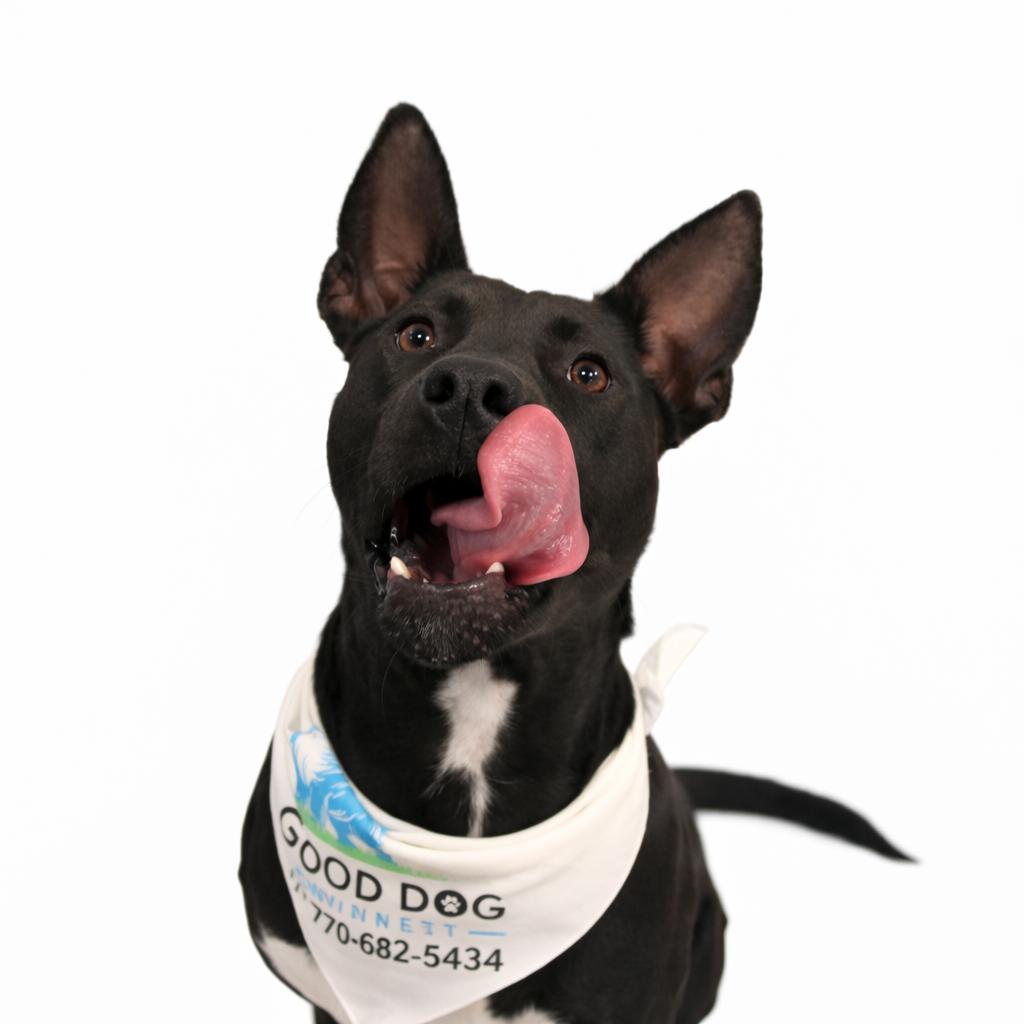 Enlarge Wyll, a Adoptable Mixed Breed in Grayson, GA image 1/6