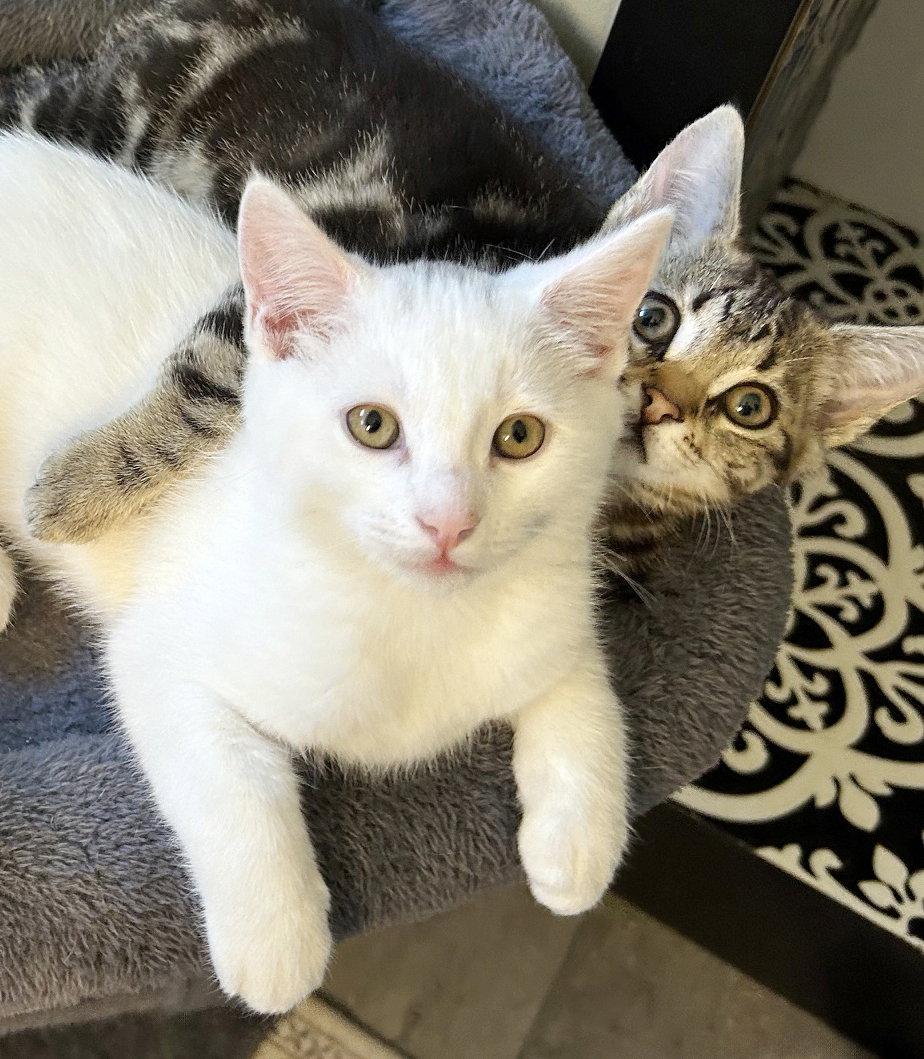 Cosmo, Adoptable, Young Male Domestic Short Hair.