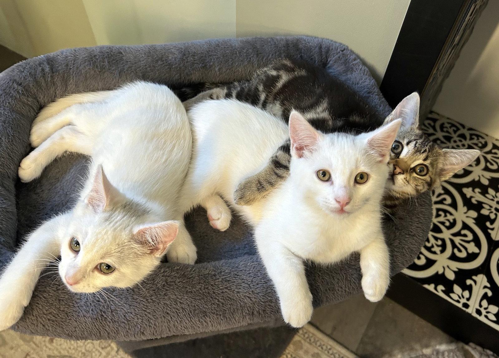 Enlarge Cosmo, a Adoptable Domestic Short Hair in Alameda, CA image 2/3