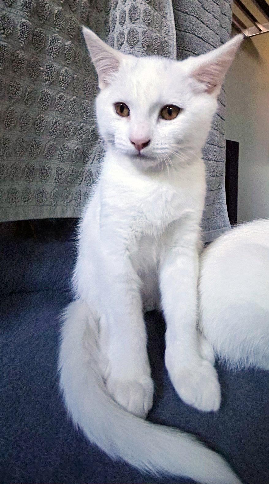 Enlarge Cosmo, a Adoptable Domestic Short Hair in Alameda, CA image 3/3