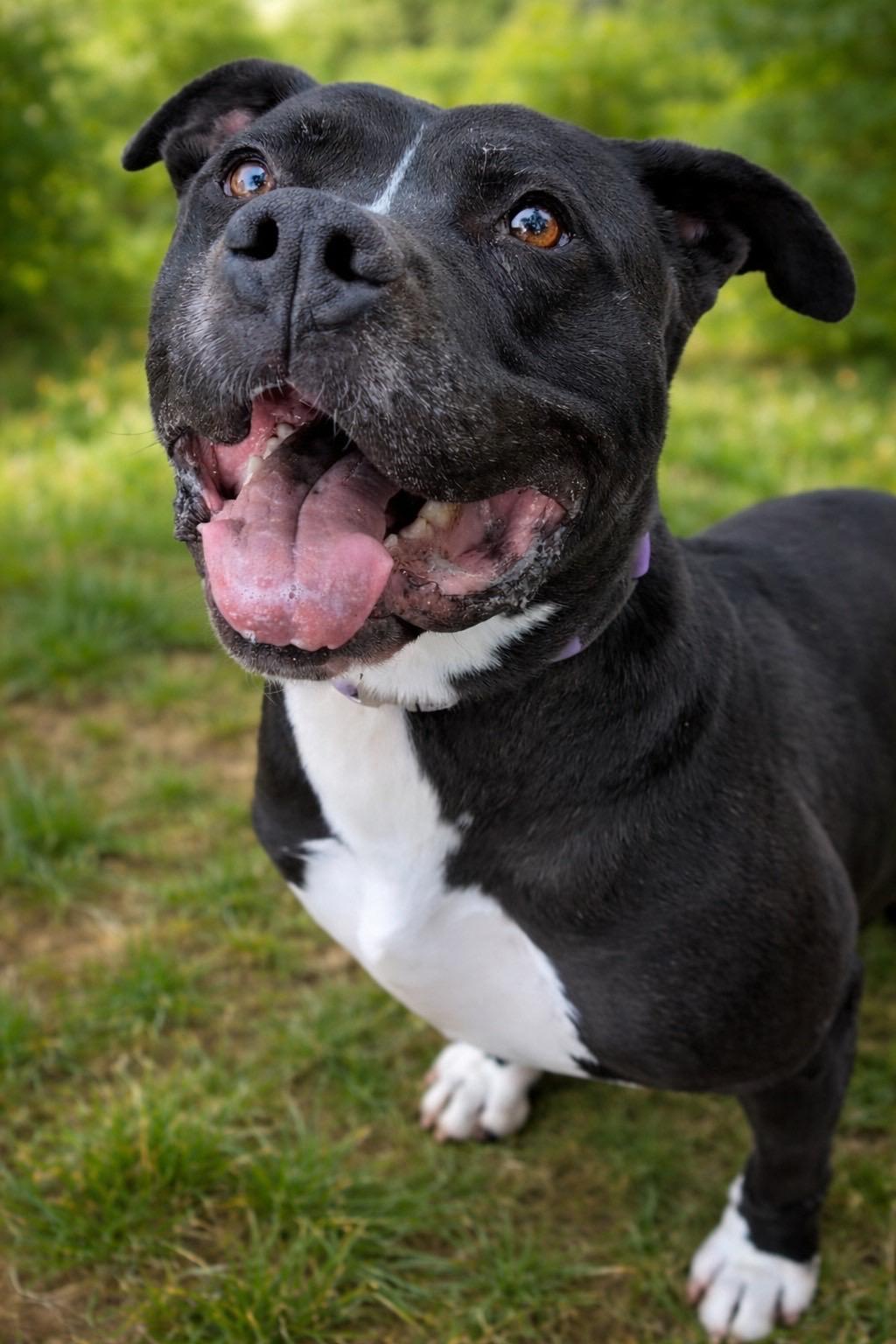 Enlarge Kolbe, a ADOPTABLE mixed breed in Murrieta, CA image 2/2