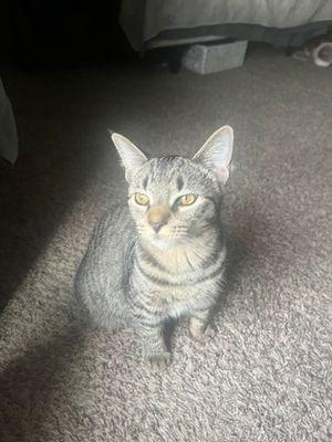 Enlarge Minnie, a ADOPTABLE mixed breed in Williamsport, PA image 2/2