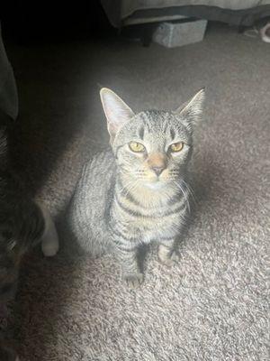 Minnie, ADOPTABLE, Young Female Domestic Short Hair.