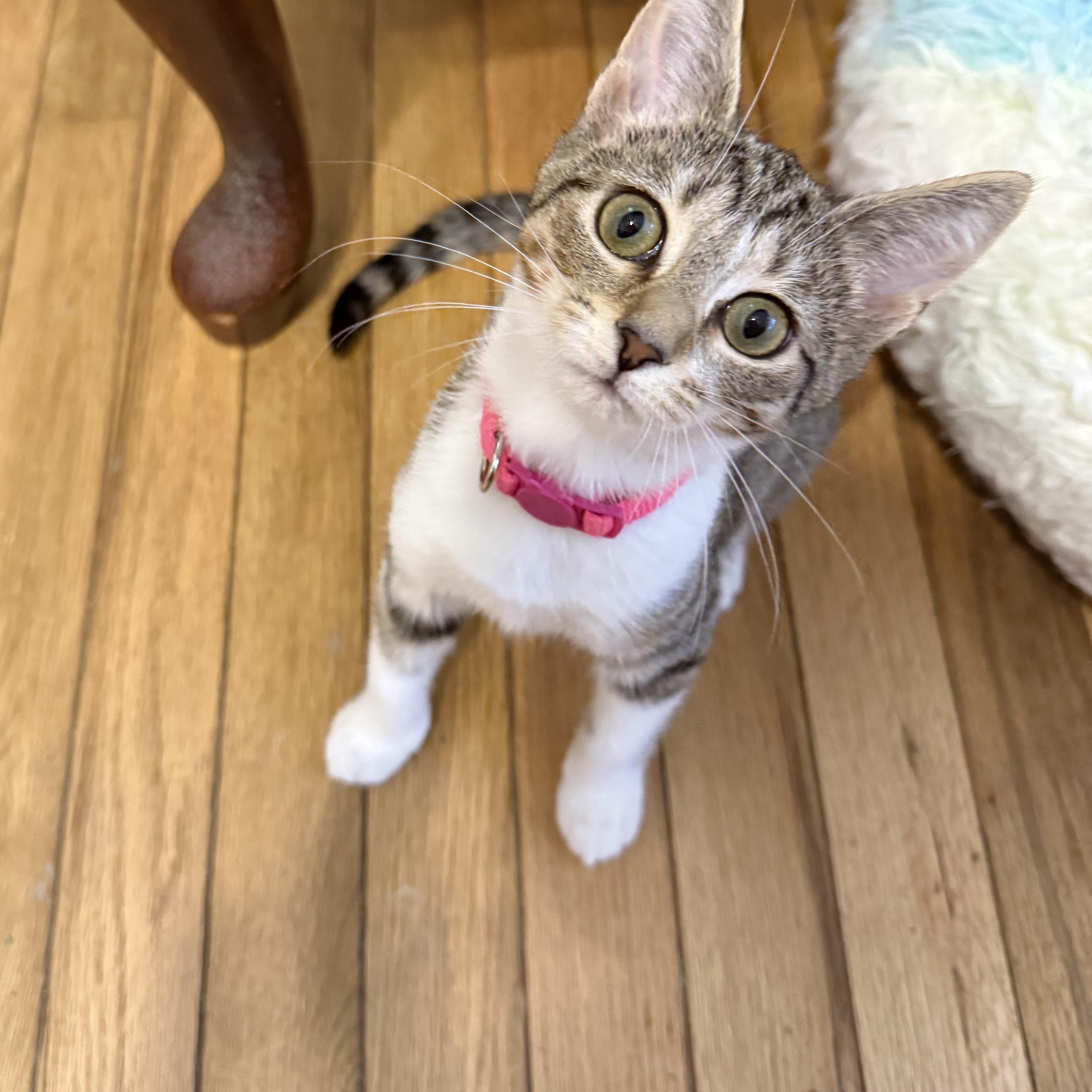 Ladybug (bonded with Cricket), ADOPTABLE, Kitten Female Domestic Short Hair.