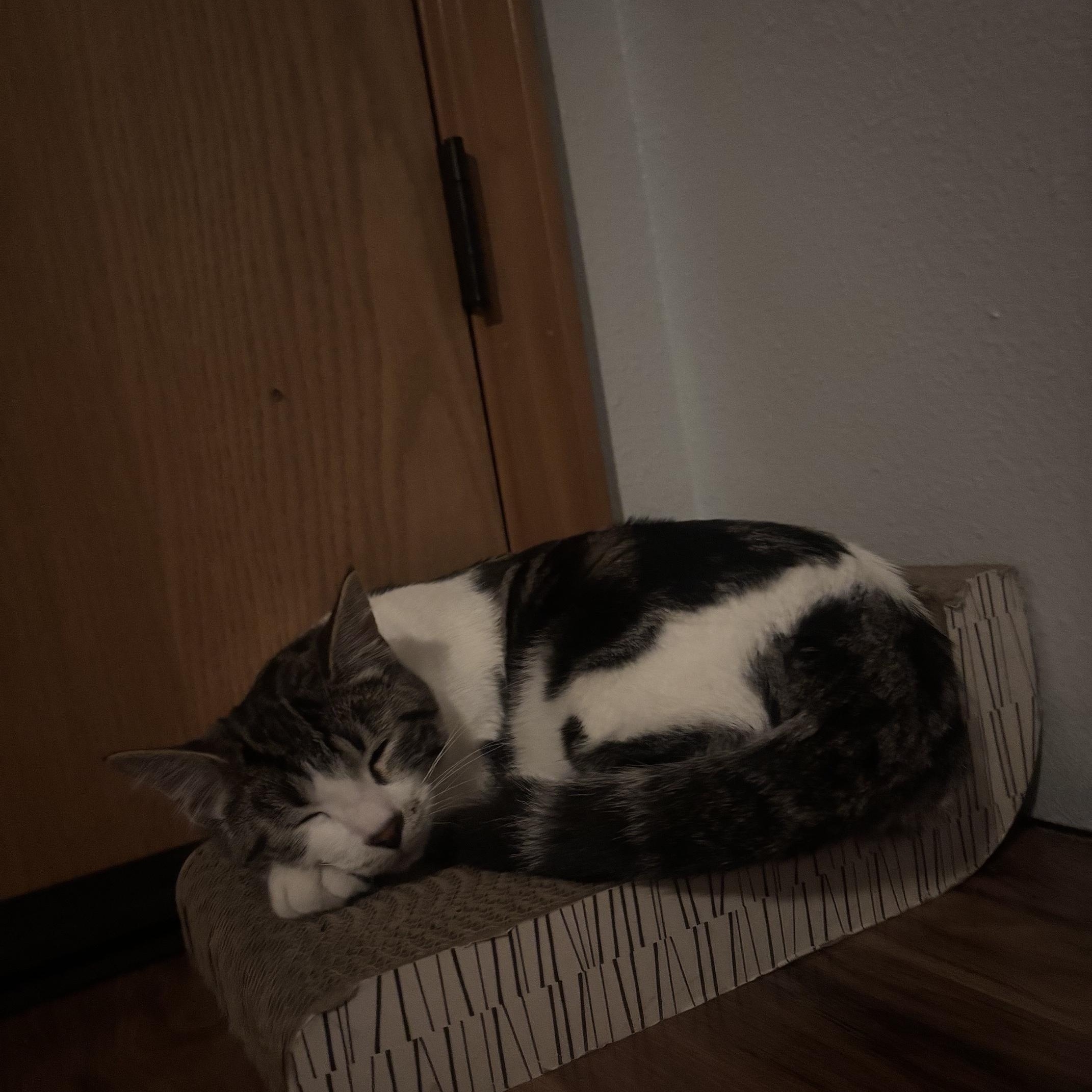 Enlarge Marble, a Adoptable Domestic Short Hair in Hillsboro, OR image 4/4