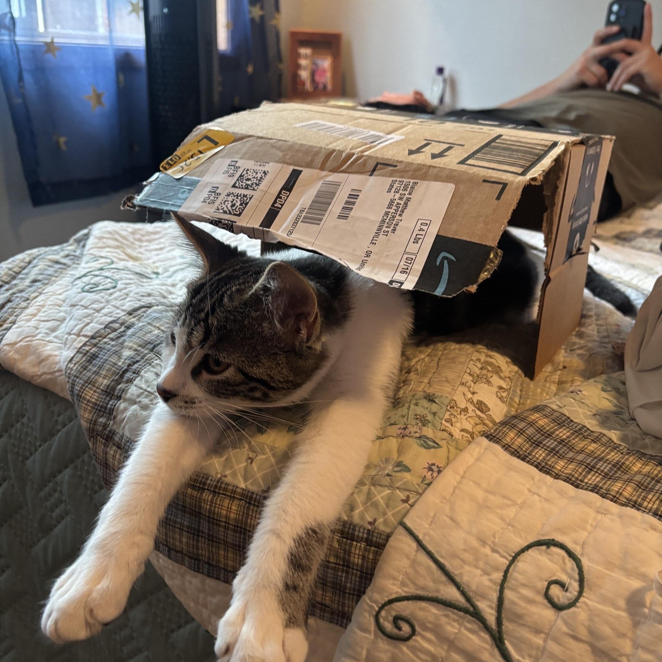 Enlarge Marble, a Adoptable Domestic Short Hair in Hillsboro, OR image 3/4