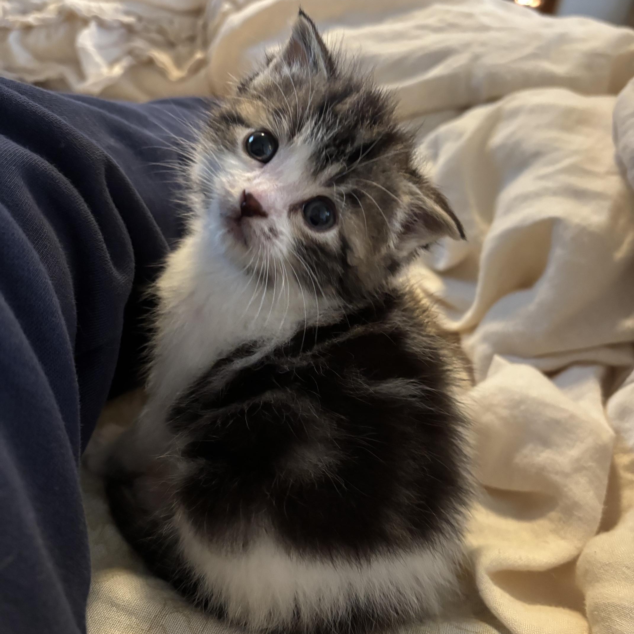 Marble, Adoptable, Young Male Domestic Short Hair.