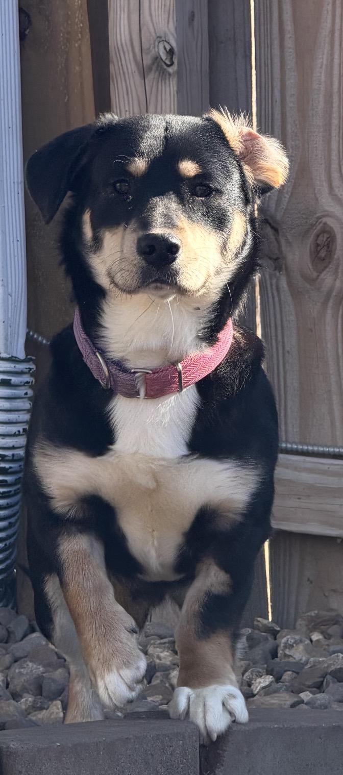 Enlarge Bubba gump, a ADOPTABLE mixed breed in Louisburg, KS image 4/6