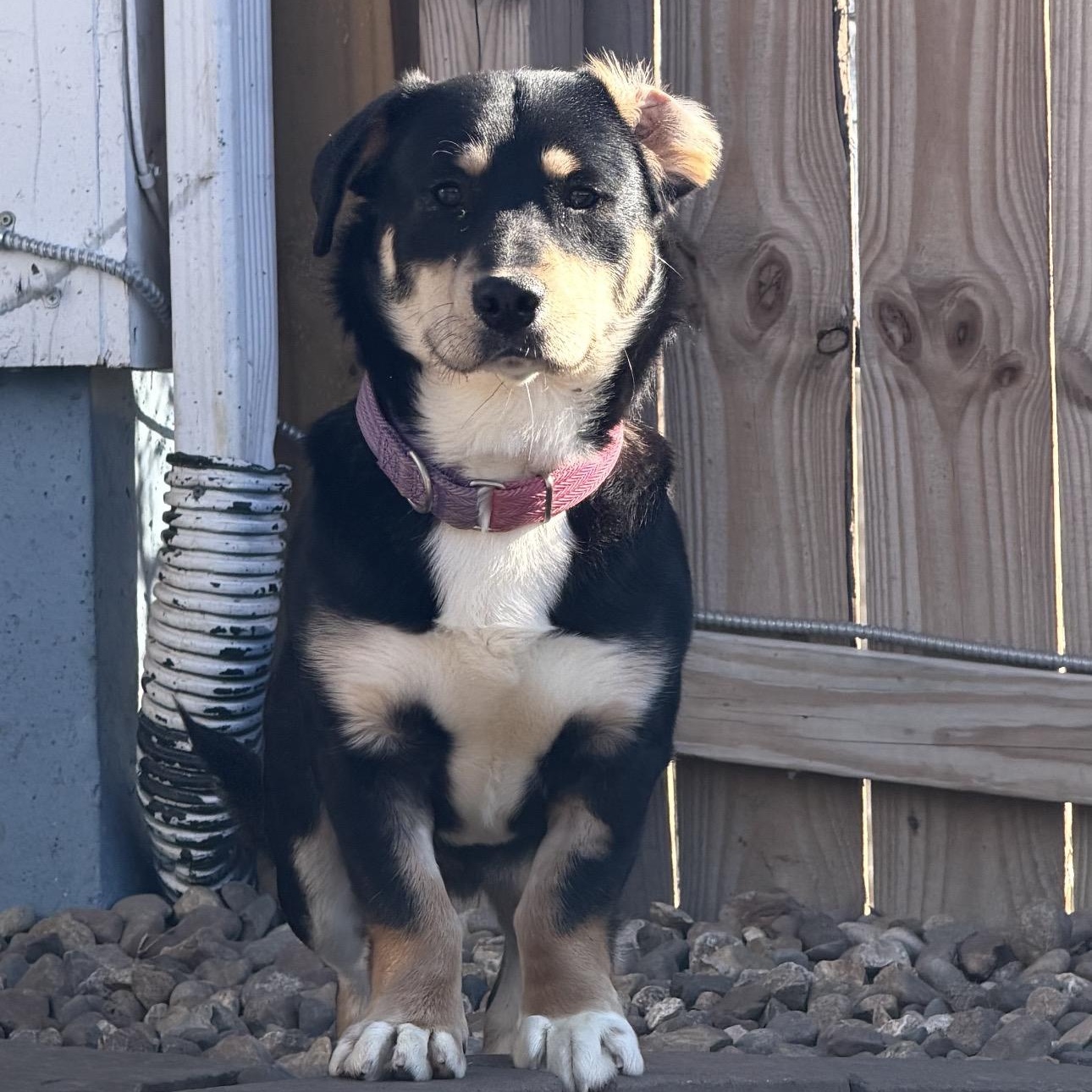 Enlarge Bubba gump, a ADOPTABLE mixed breed in Louisburg, KS image 5/6