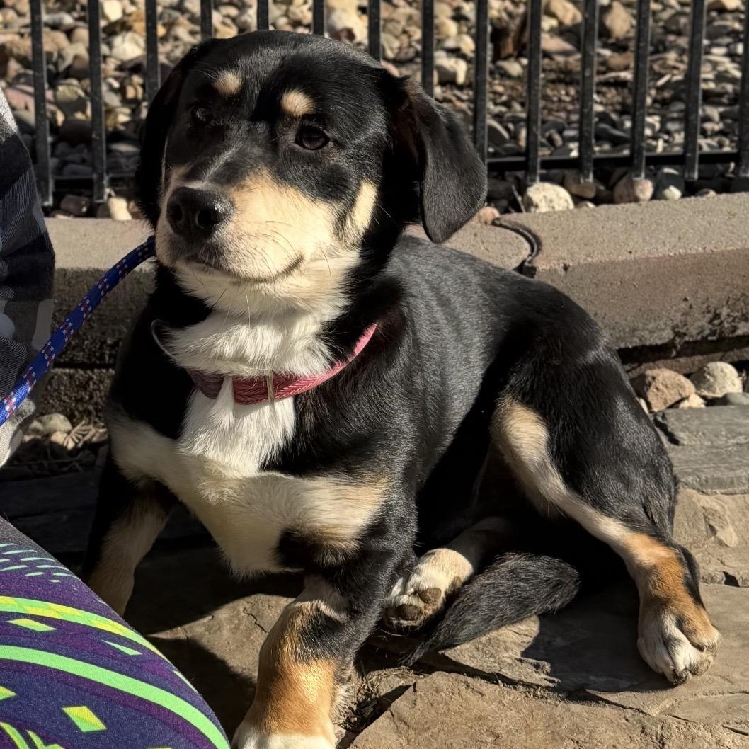 Enlarge Bubba gump, a ADOPTABLE mixed breed in Louisburg, KS image 6/6