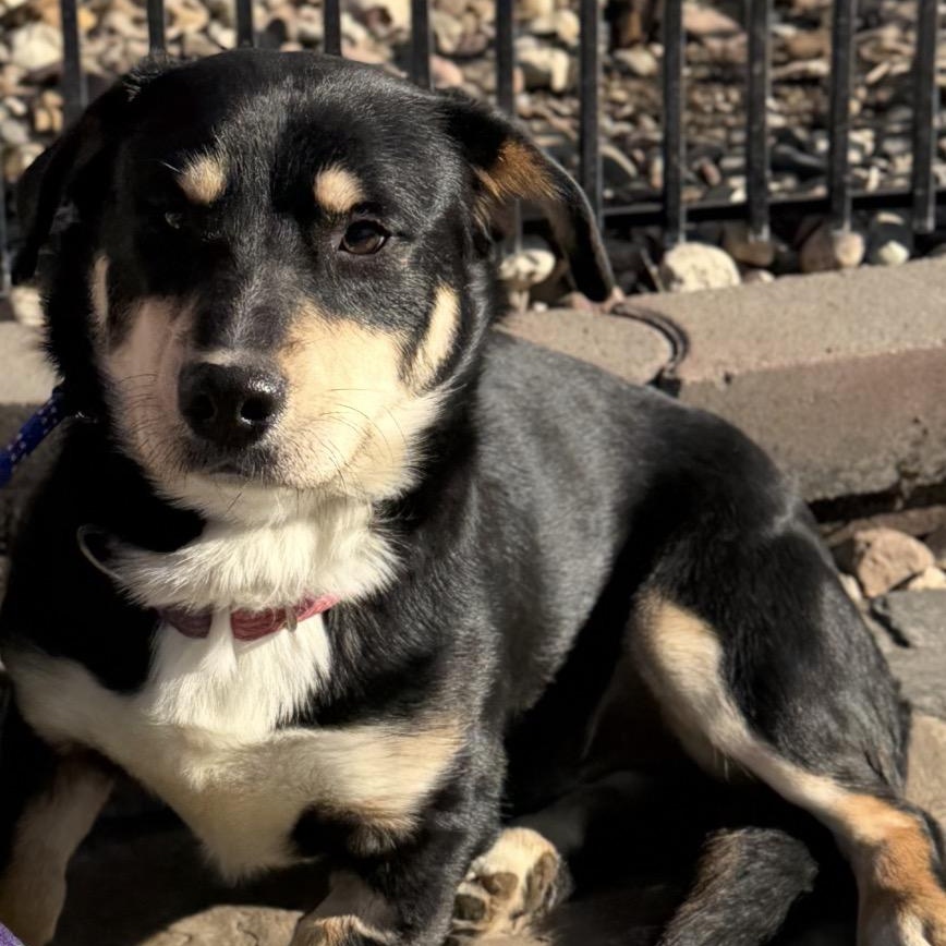 Enlarge Bubba gump, a ADOPTABLE mixed breed in Louisburg, KS image 2/6