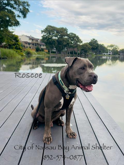 C44-25 Roscoe, Adoptable, Adult Male Pit Bull Terrier.