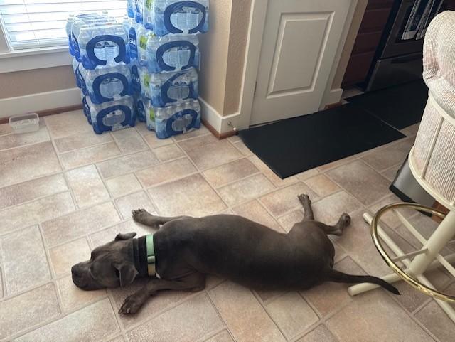 C44-25 Roscoe, a Adoptable Pit Bull Terrier in Nassau Bay, TX image 4/5