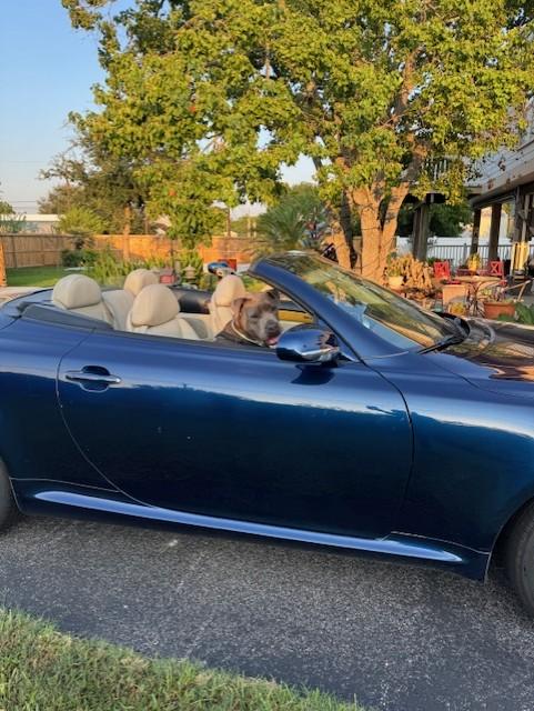 C44-25 Roscoe, a Adoptable Pit Bull Terrier in Nassau Bay, TX image 5/5