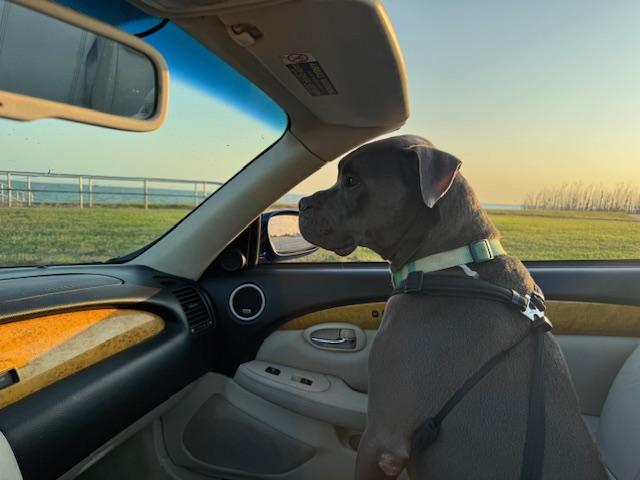 C44-25 Roscoe, Adoptable, Adult Male Pit Bull Terrier.