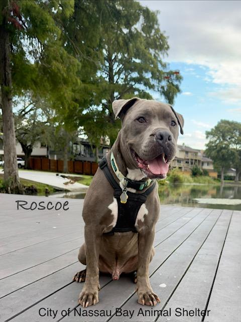 C44-25 Roscoe, a Adoptable Pit Bull Terrier in Nassau Bay, TX image 2/5