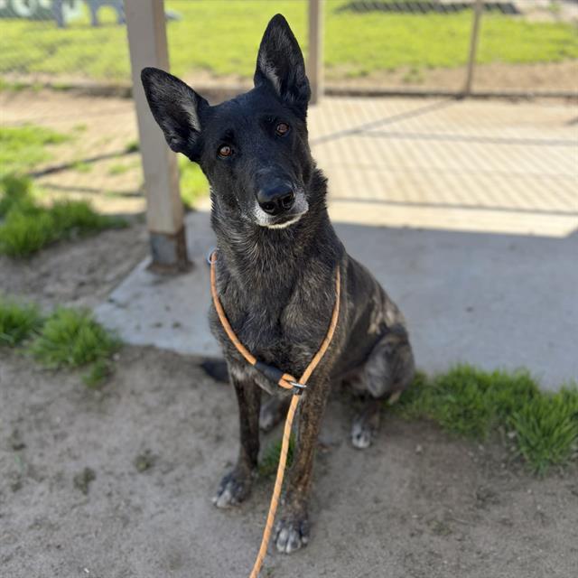 Enlarge WINRY, a Adoptable mixed breed in Modesto, CA image 1/1