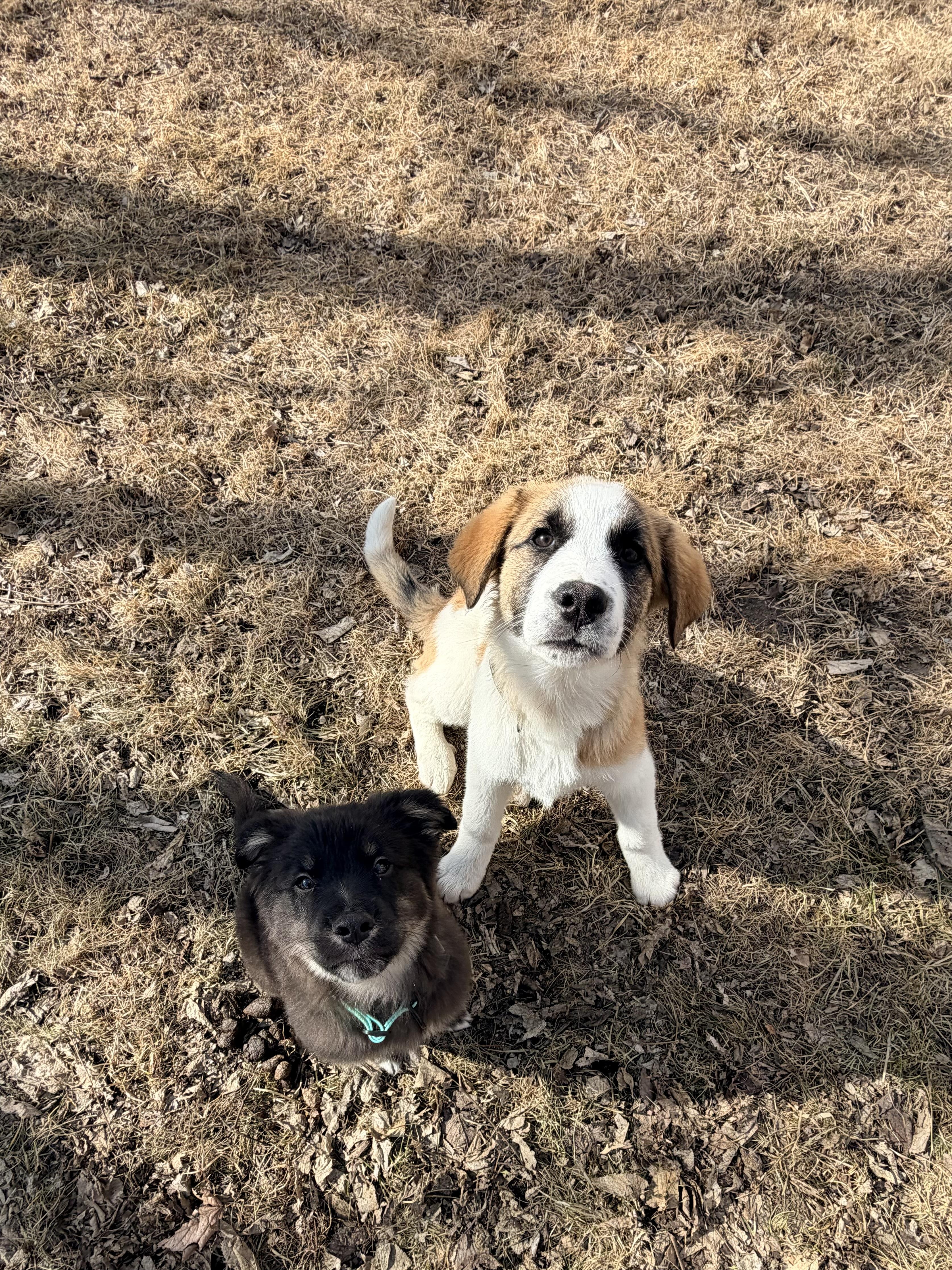 Enlarge Twix, a Adoptable mixed breed in Hindsboro, IL image 4/4