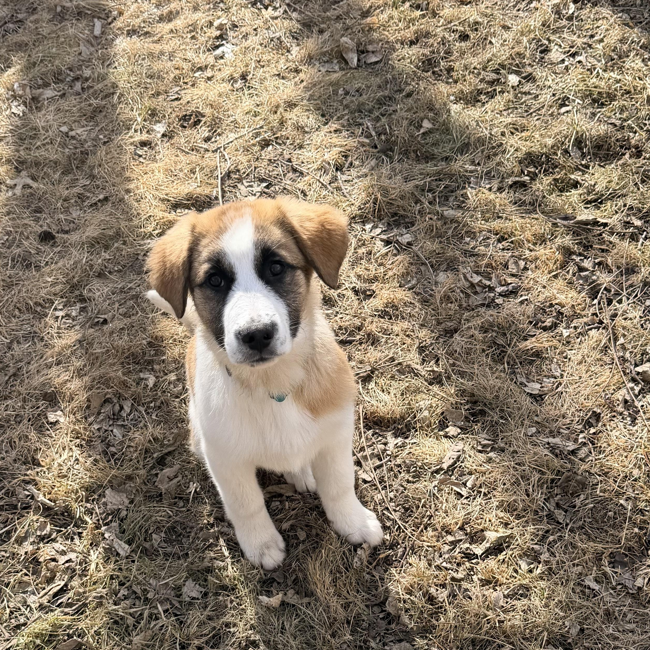 Enlarge Twix, a Adoptable mixed breed in Hindsboro, IL image 1/4