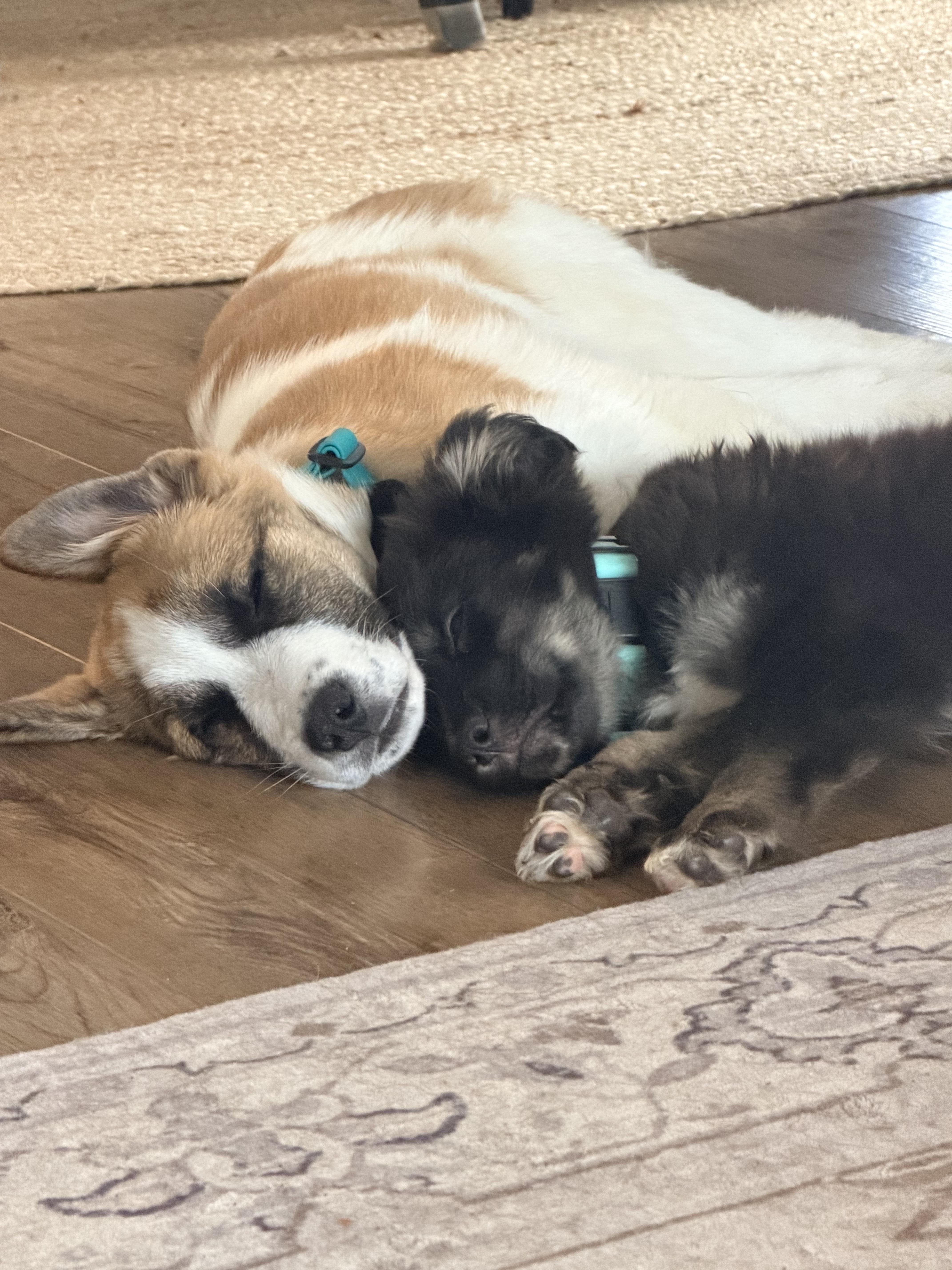 Enlarge Twix, a Adoptable mixed breed in Hindsboro, IL image 3/4