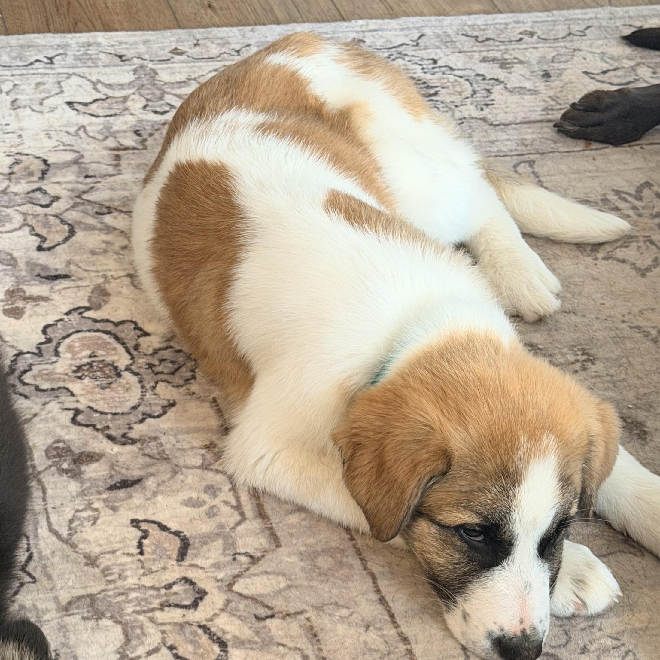 Enlarge Twix, a Adoptable mixed breed in Hindsboro, IL image 2/4