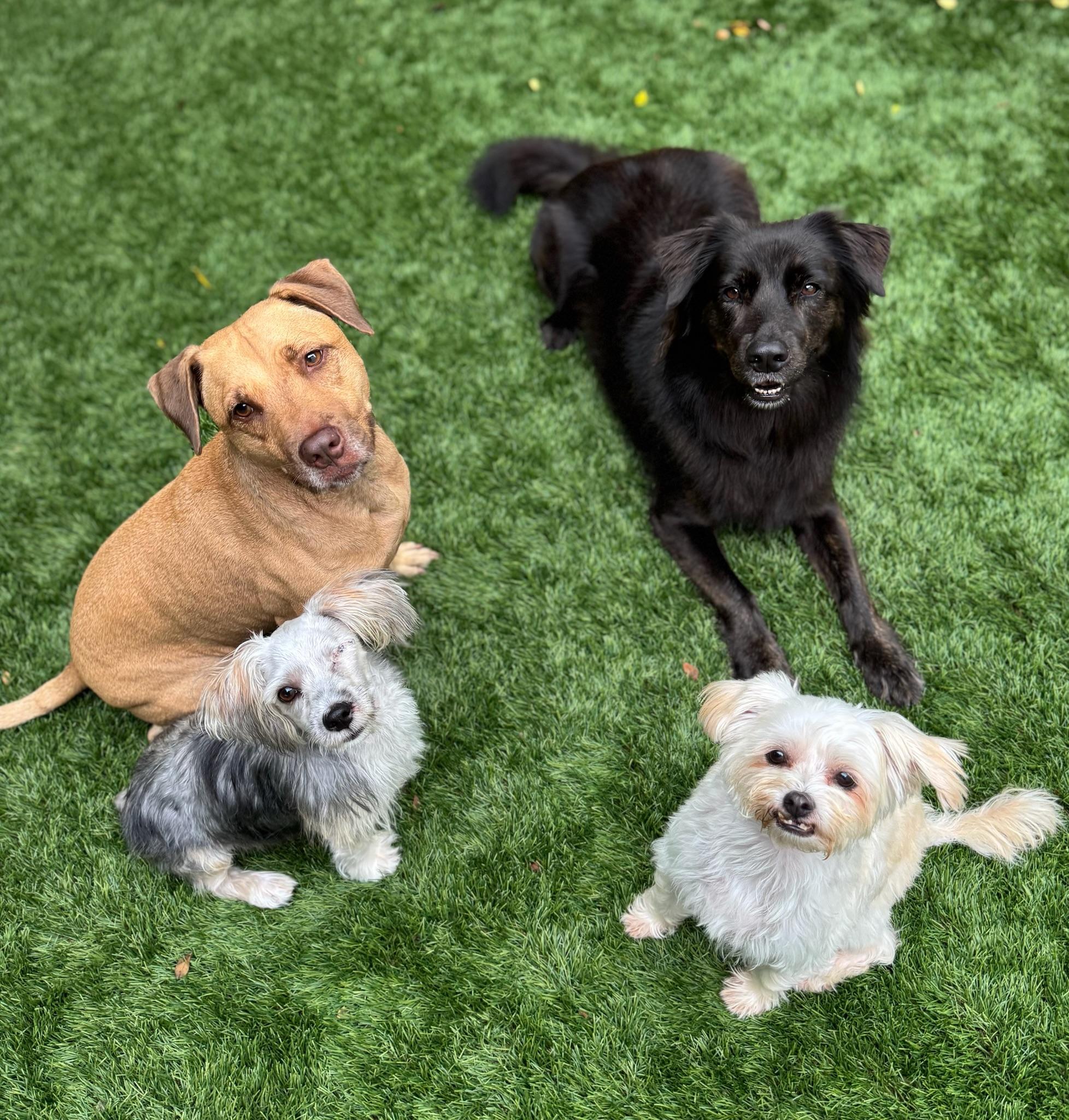 Enlarge Rigatoni, a Adopted mixed breed in Carlstadt, NJ image 2/6