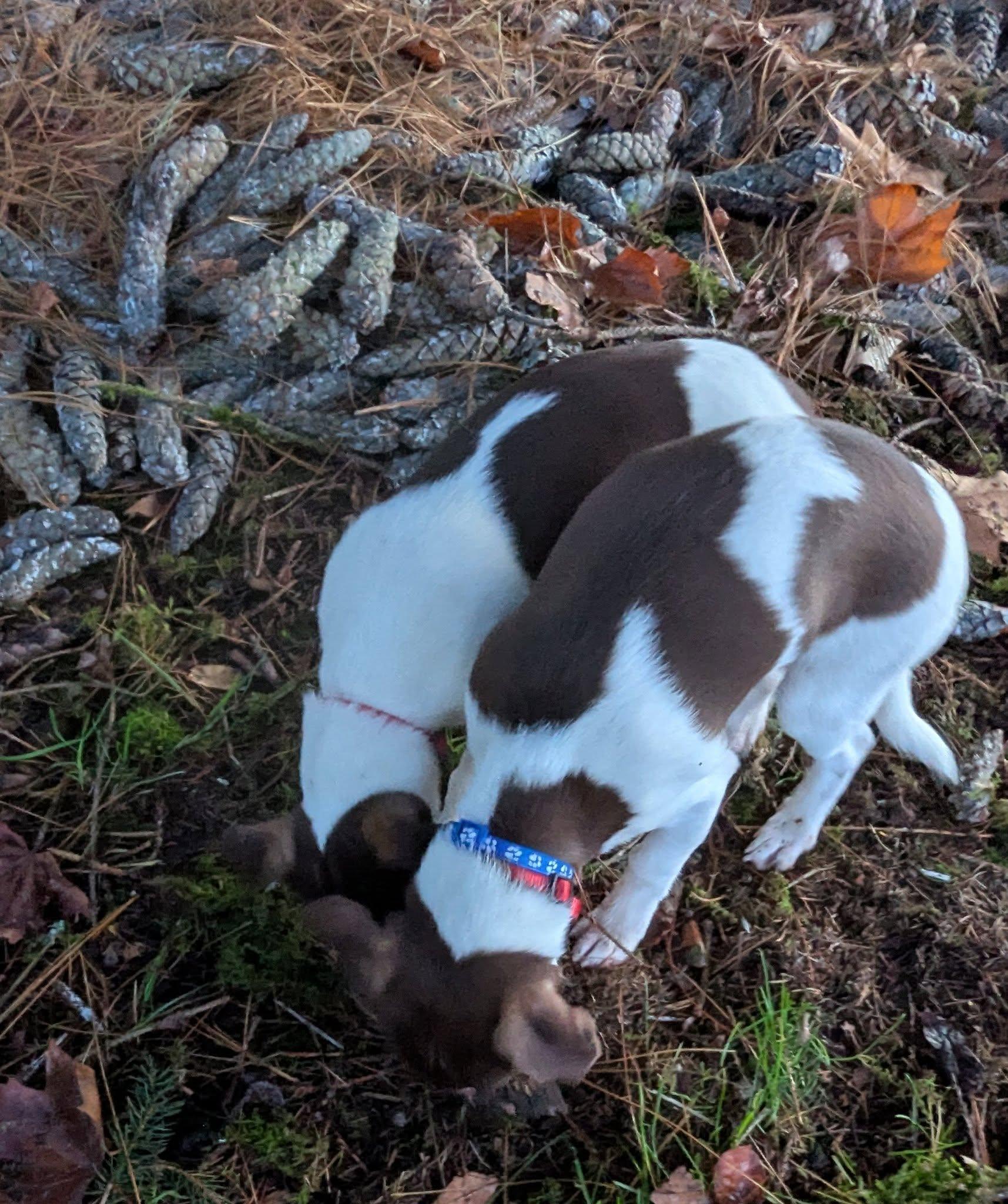 Enlarge Dinka, an adopted mixed breed in Clatskanie, OR image 1/4
