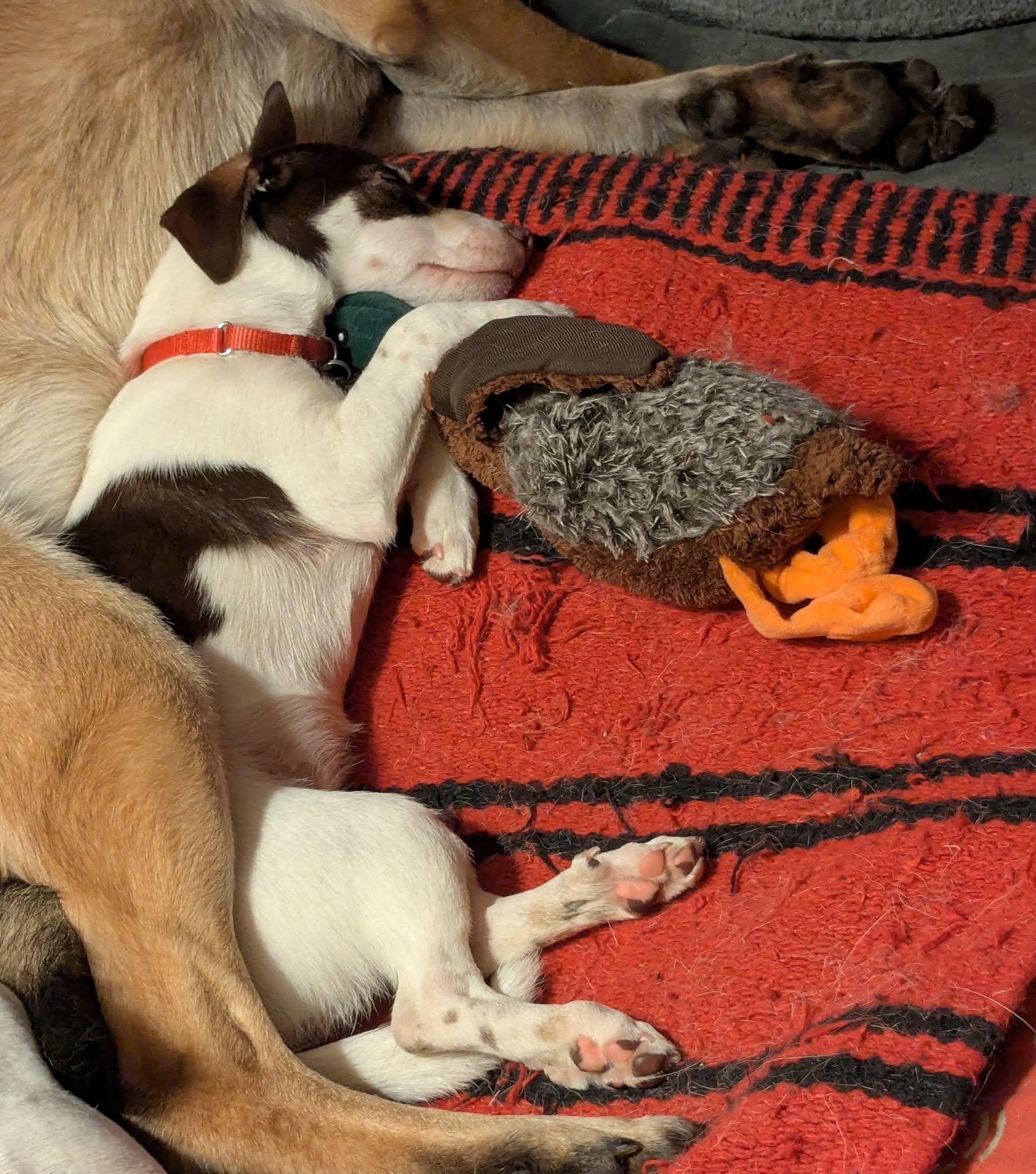 Enlarge Dinka, an adopted mixed breed in Clatskanie, OR image 2/4