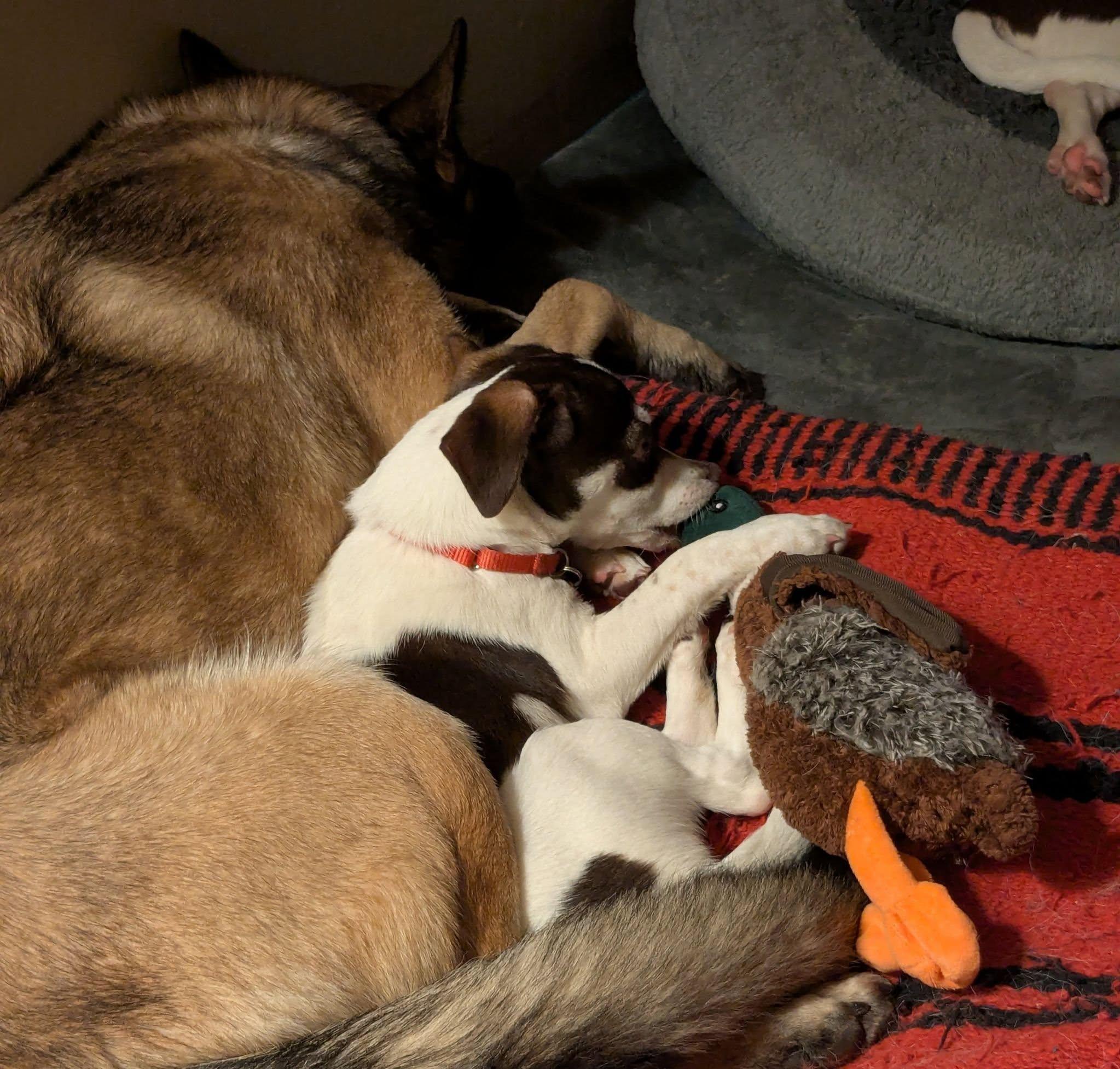 Enlarge Dinka, an adopted mixed breed in Clatskanie, OR image 3/4