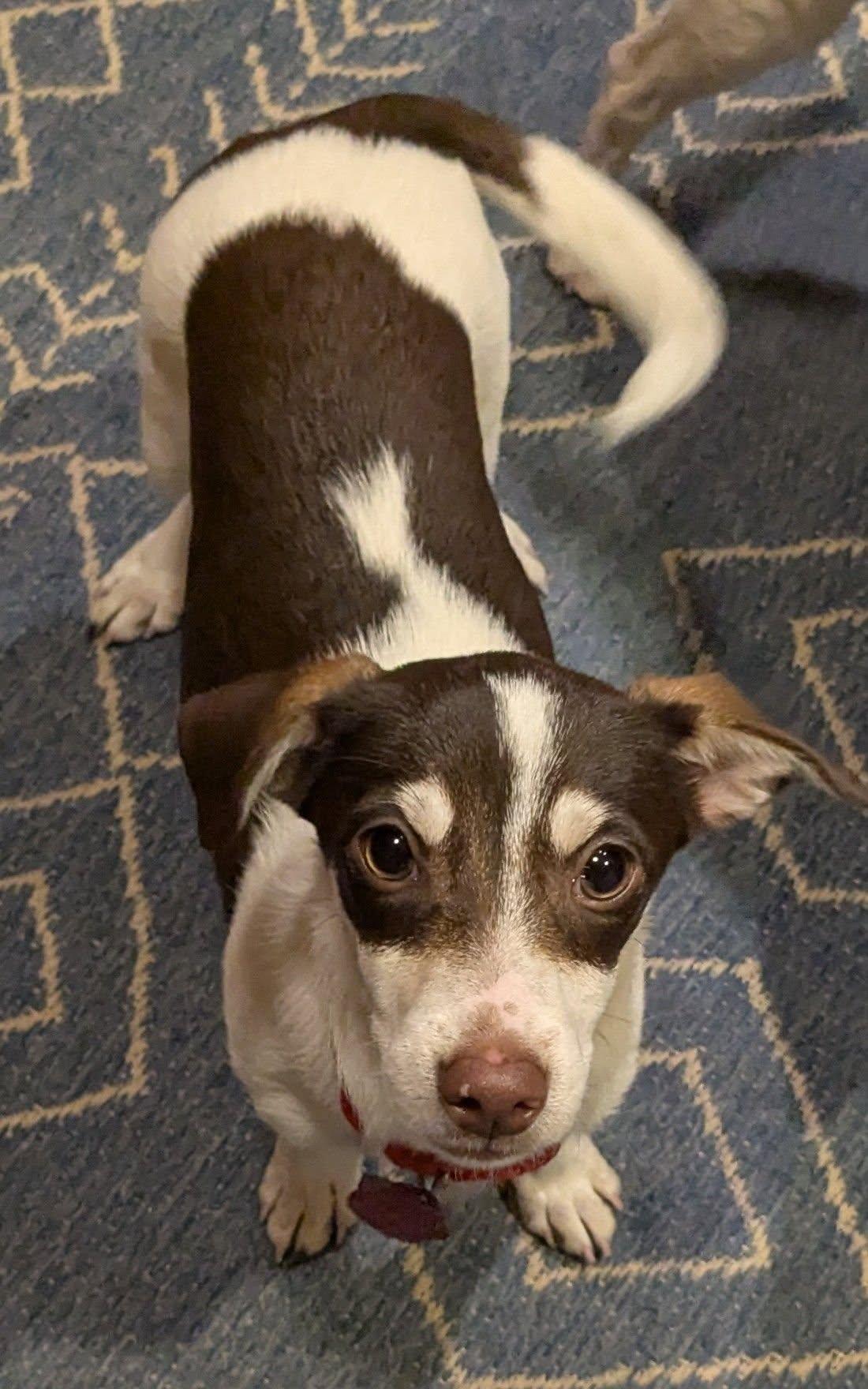 Enlarge Dinka, an adopted mixed breed in Clatskanie, OR image 4/4