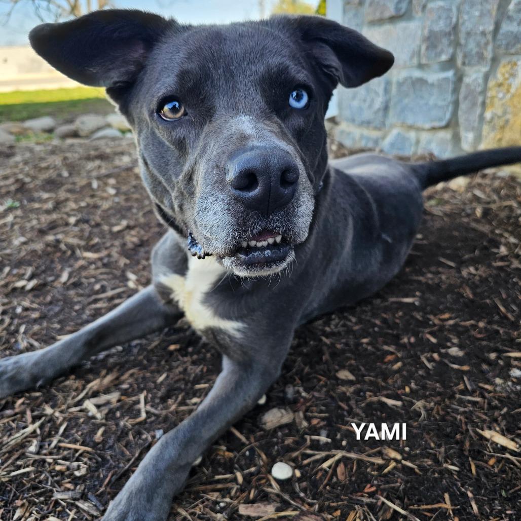Yami, Adoptable, Adult Female Mixed Breed & Mixed Breed.