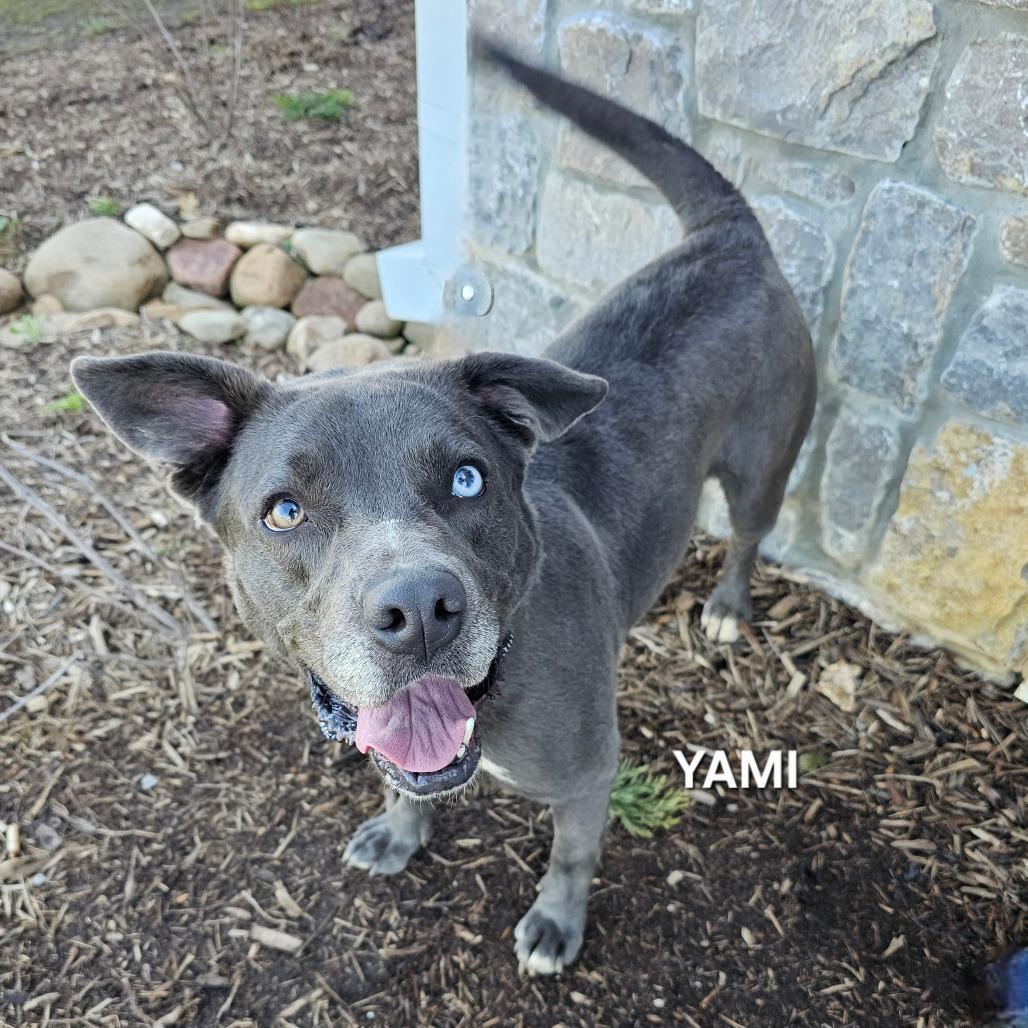 Enlarge Yami, a Adoptable mixed breed in Madisonville, TN image 2/4
