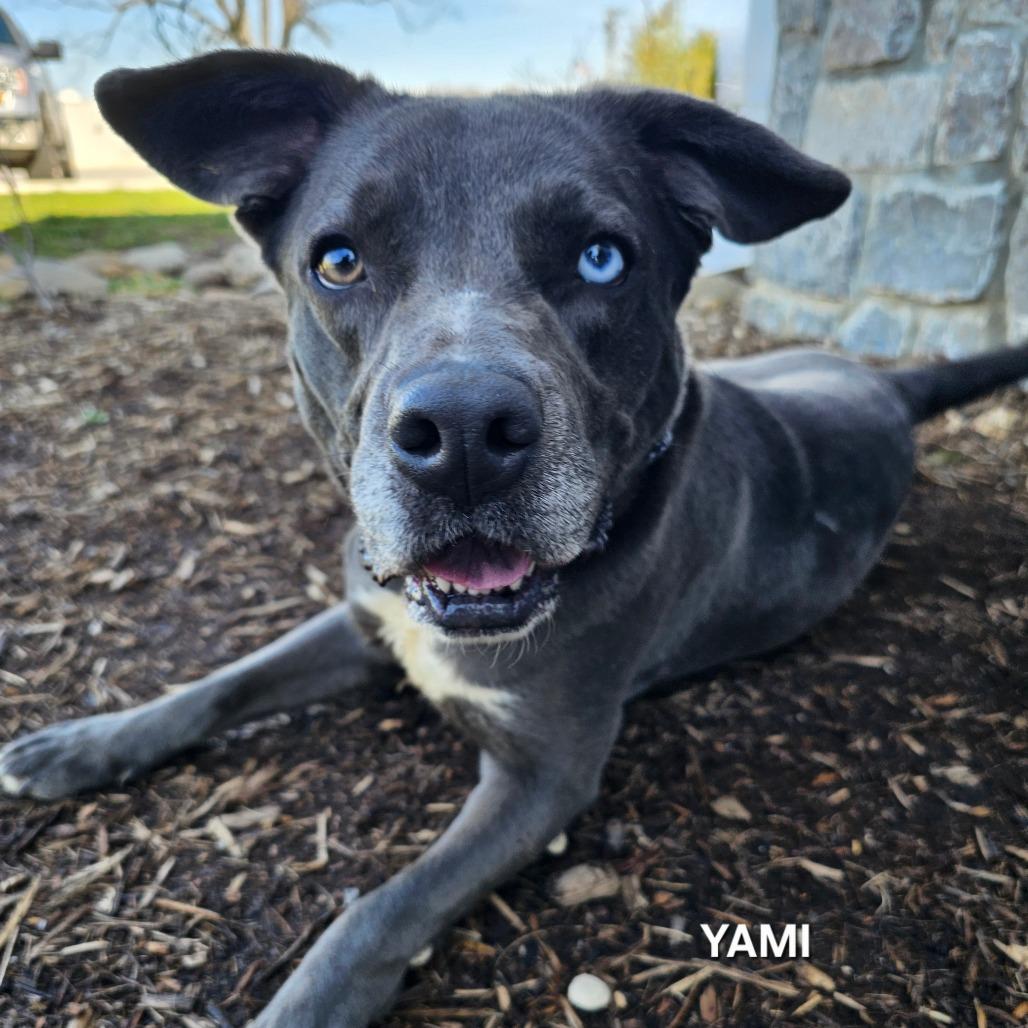 Enlarge Yami, a Adoptable mixed breed in Madisonville, TN image 3/4