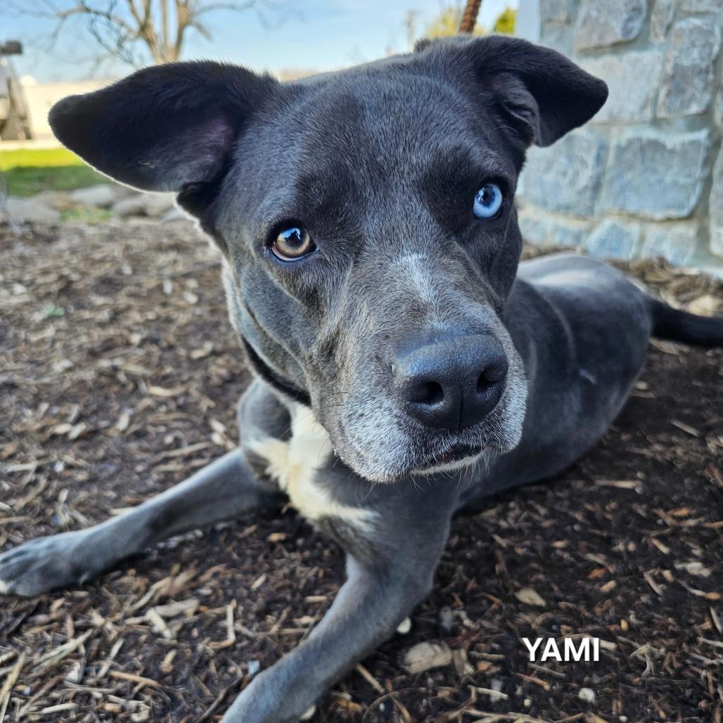 Enlarge Yami, a Adoptable mixed breed in Madisonville, TN image 4/4