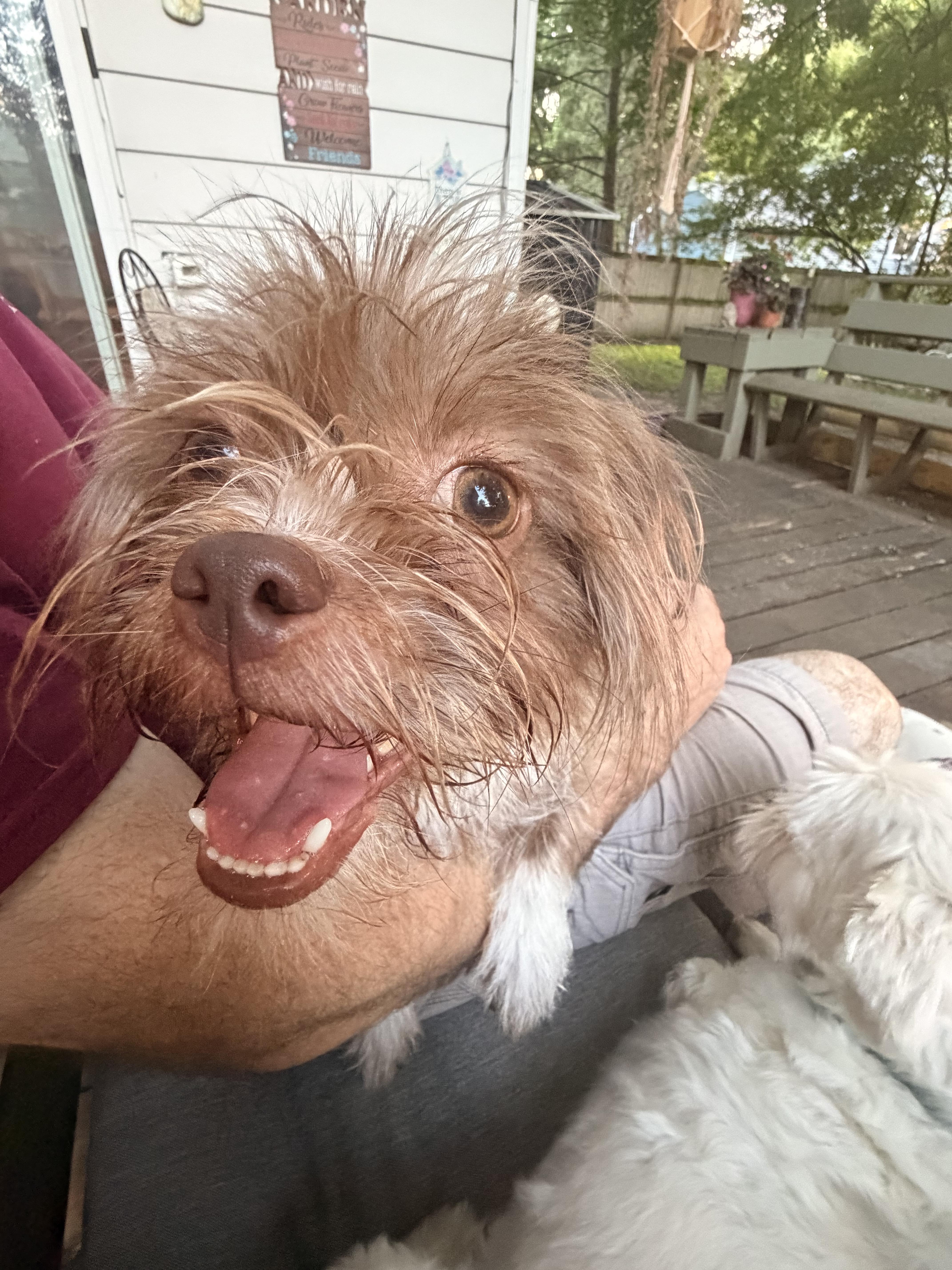 Brownie, an adopted mixed breed in Byron, IL image 4/6