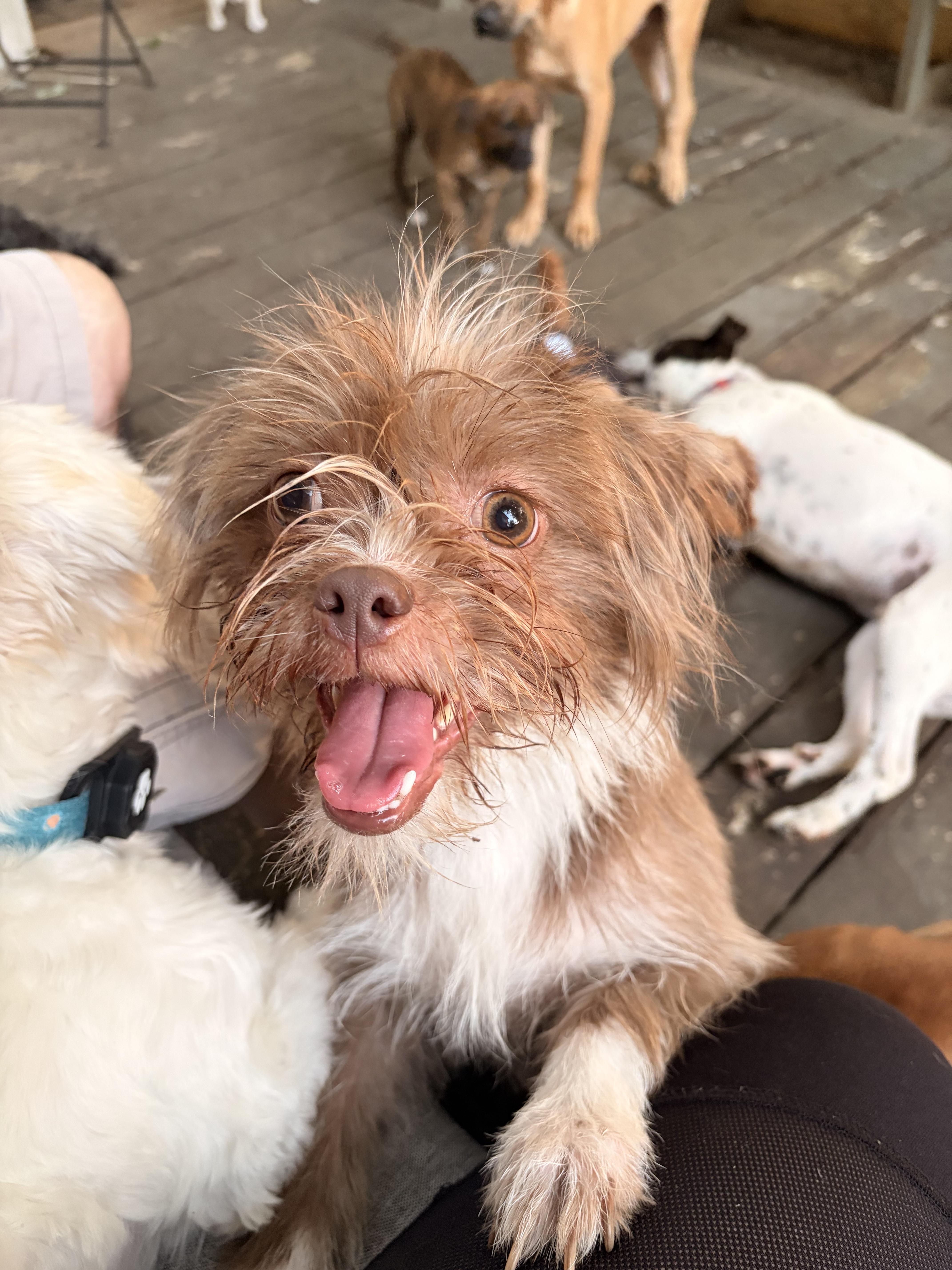 Brownie, an adopted mixed breed in Byron, IL image 5/6